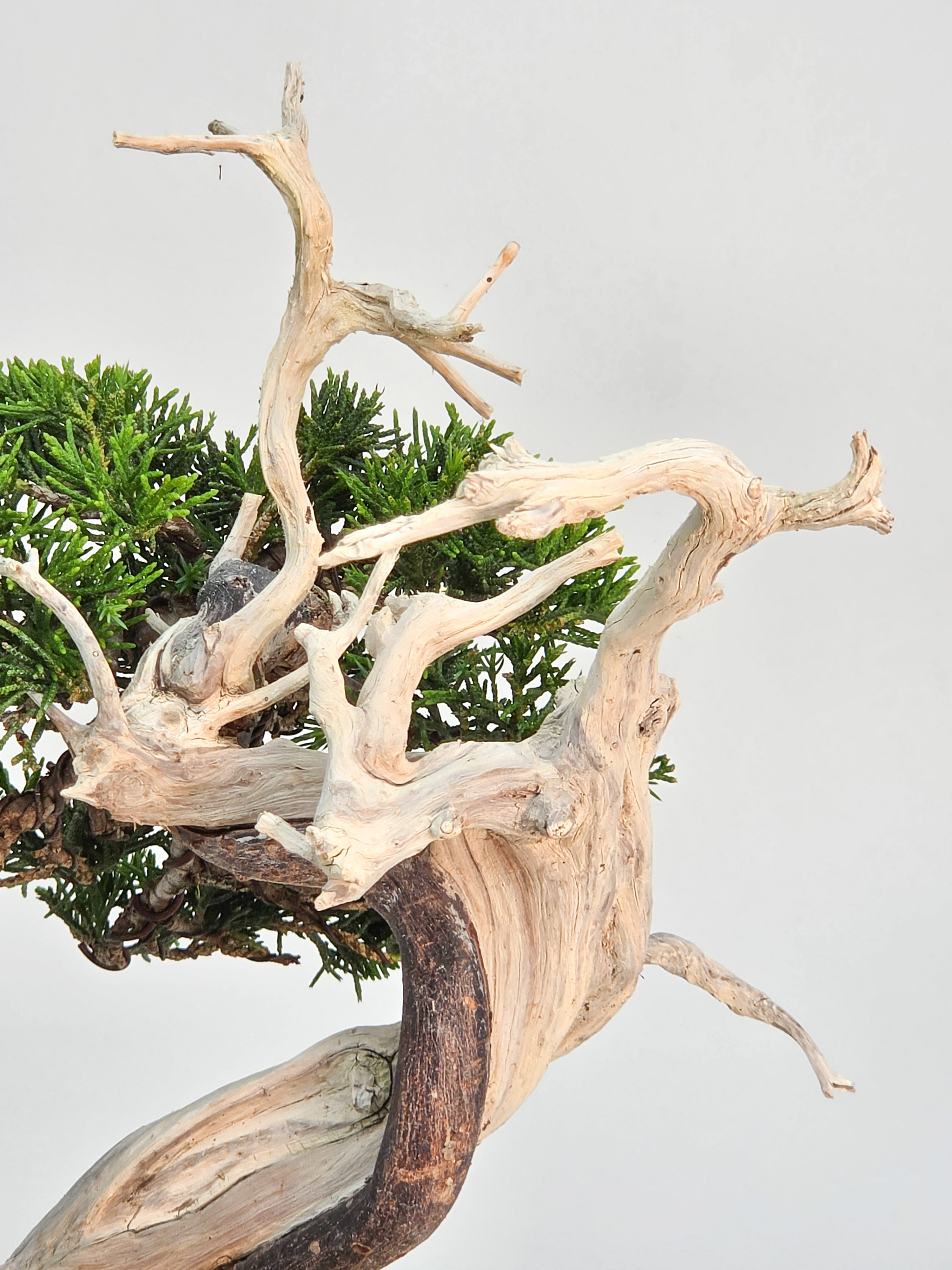 Bonsai Wacholder - Juniperus chinensis Shohin 19cm