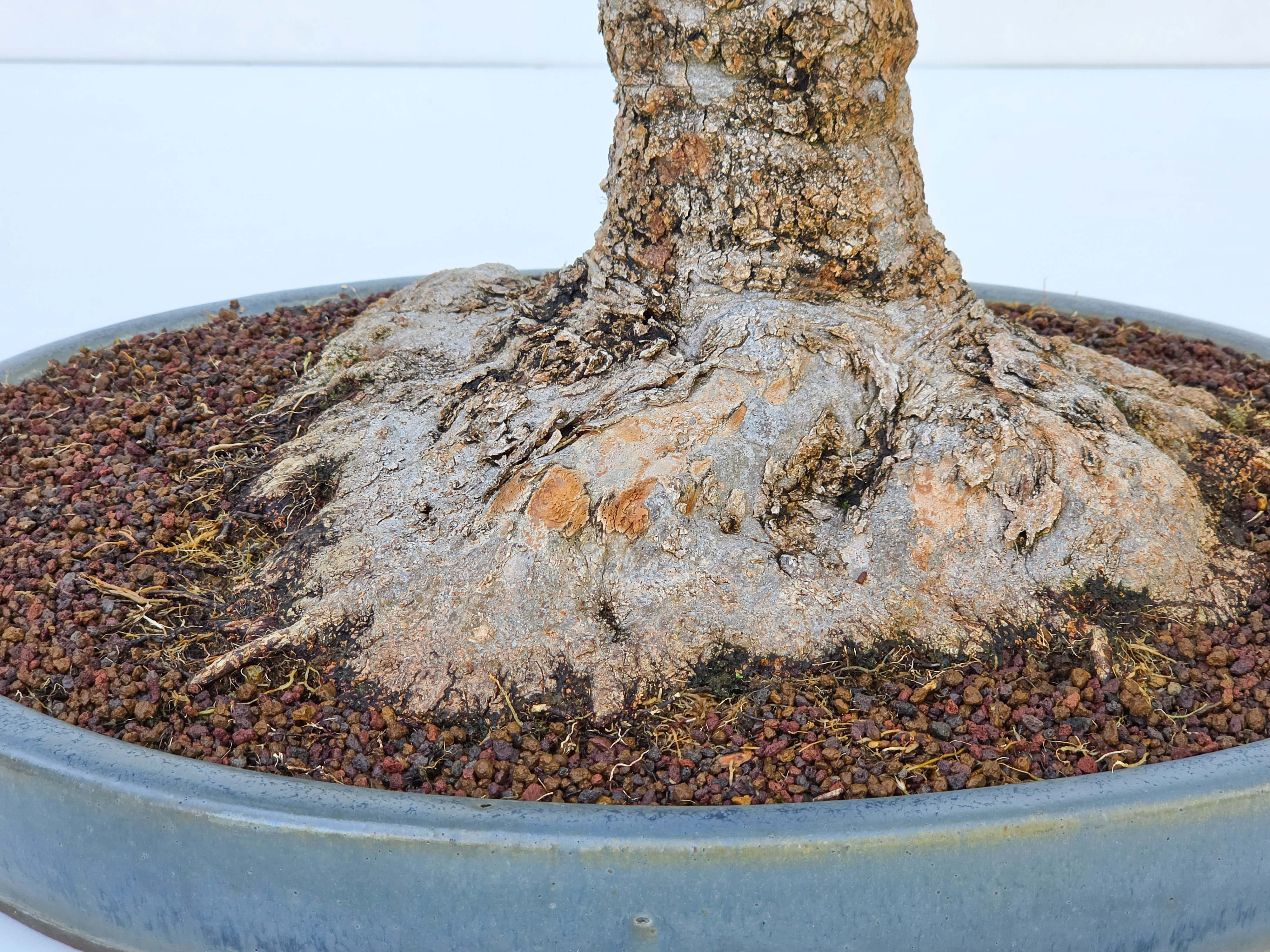 Bonsai Dreispitzahorn  - Acer buergerianum Arakawa 63cm Video!!