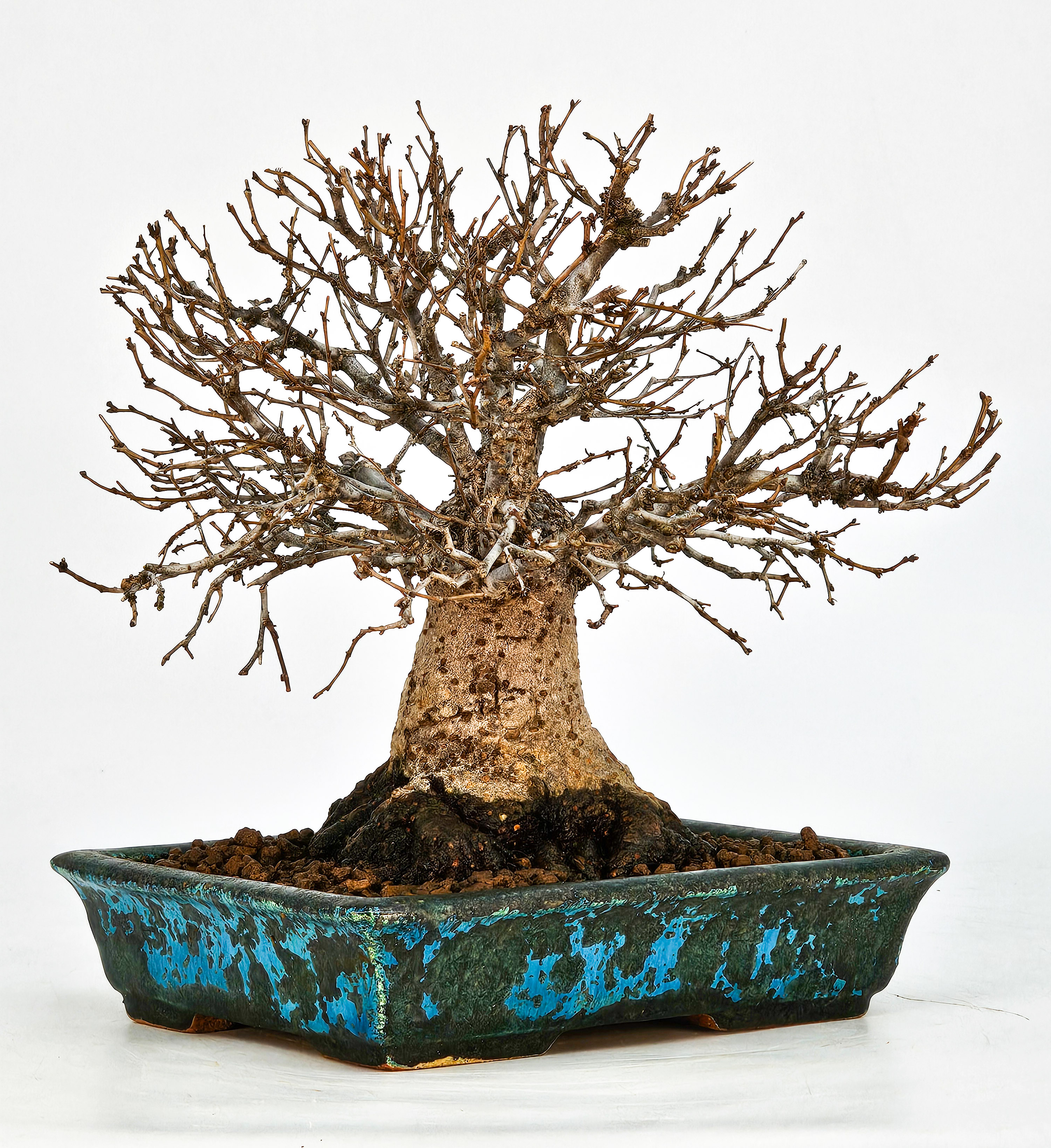 Bonsai Zelkova serrata Shohin 17cm - Video!! Bonsai Zelkova serrata Shohin 17cm - Video!!
