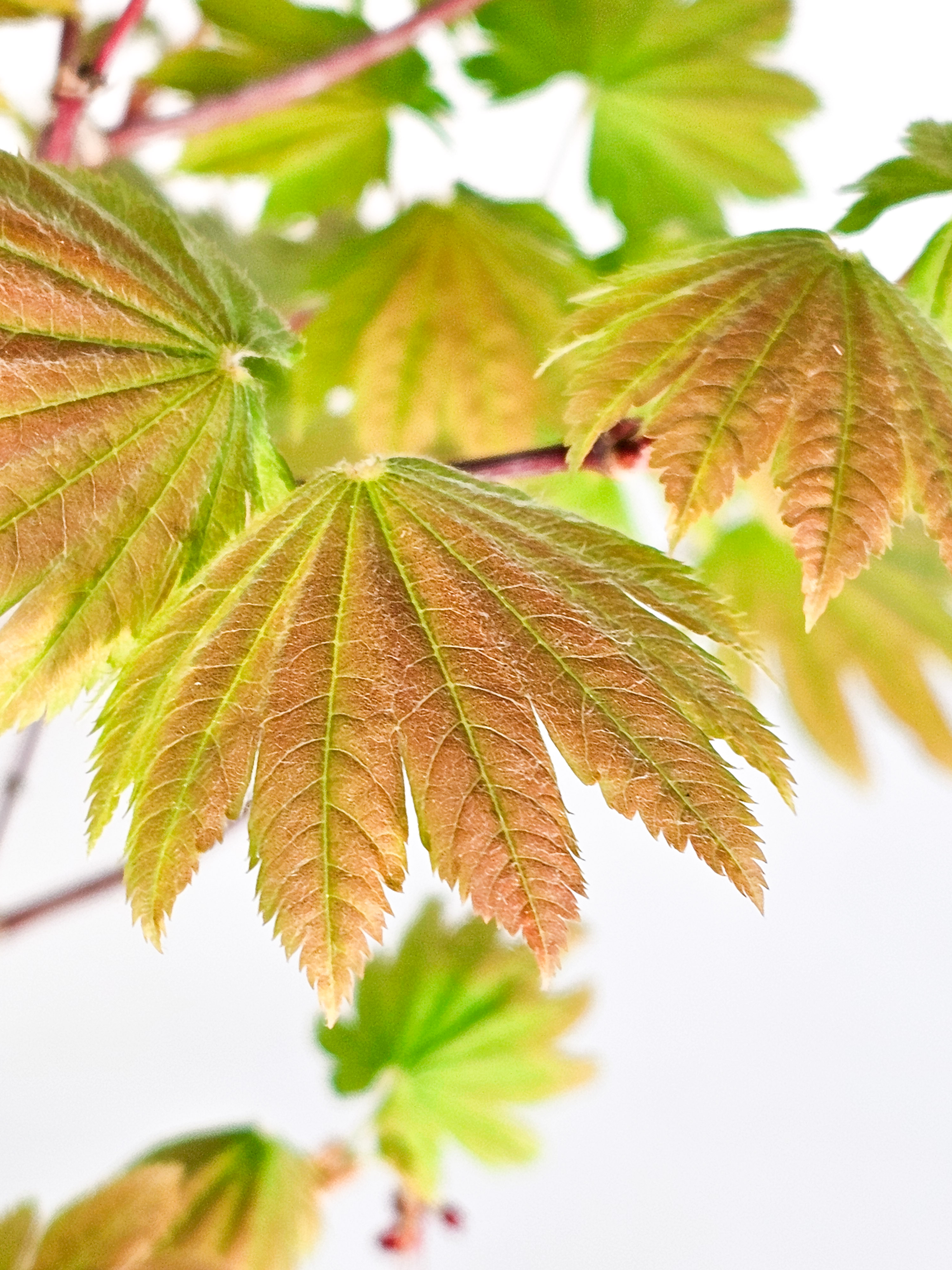 Bonsai Japanischer Ahorn - Acer japonicum 57cm 