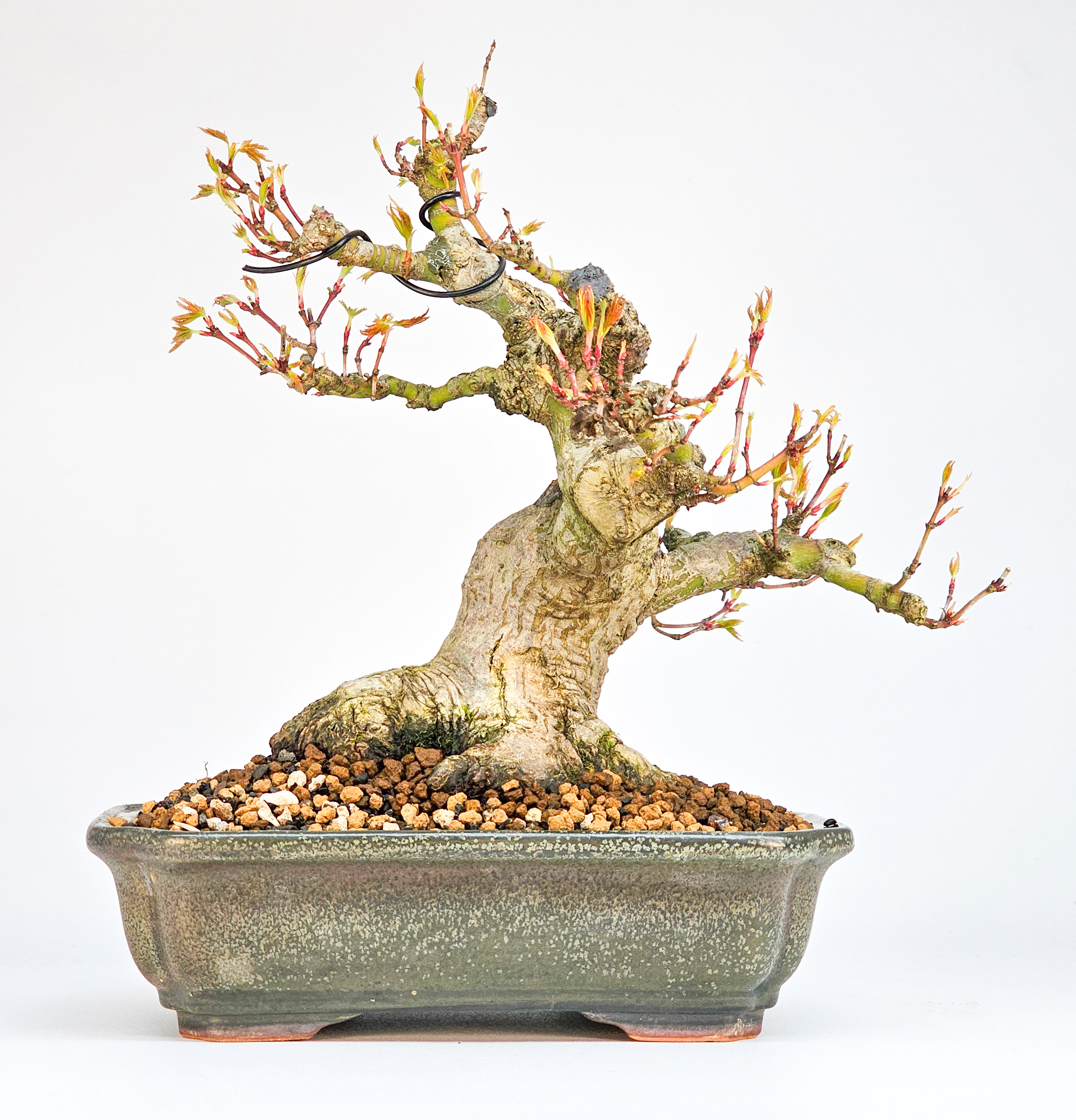 Bonsai Fächerahorn - Acer palmatum Shohin 17cm