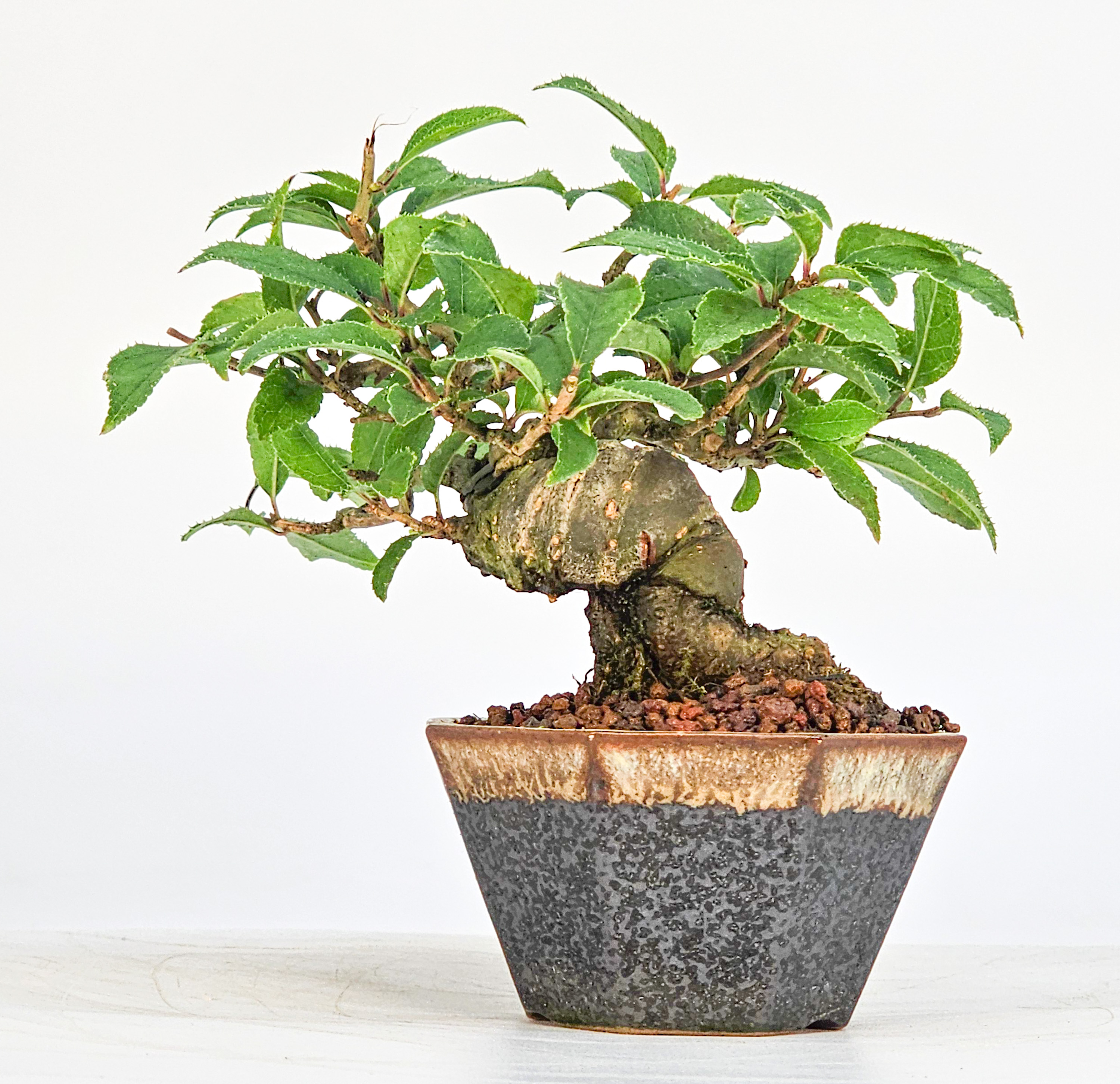 Bonsai Jap. Winterbeere - Ilex serrata Mame 7cm
