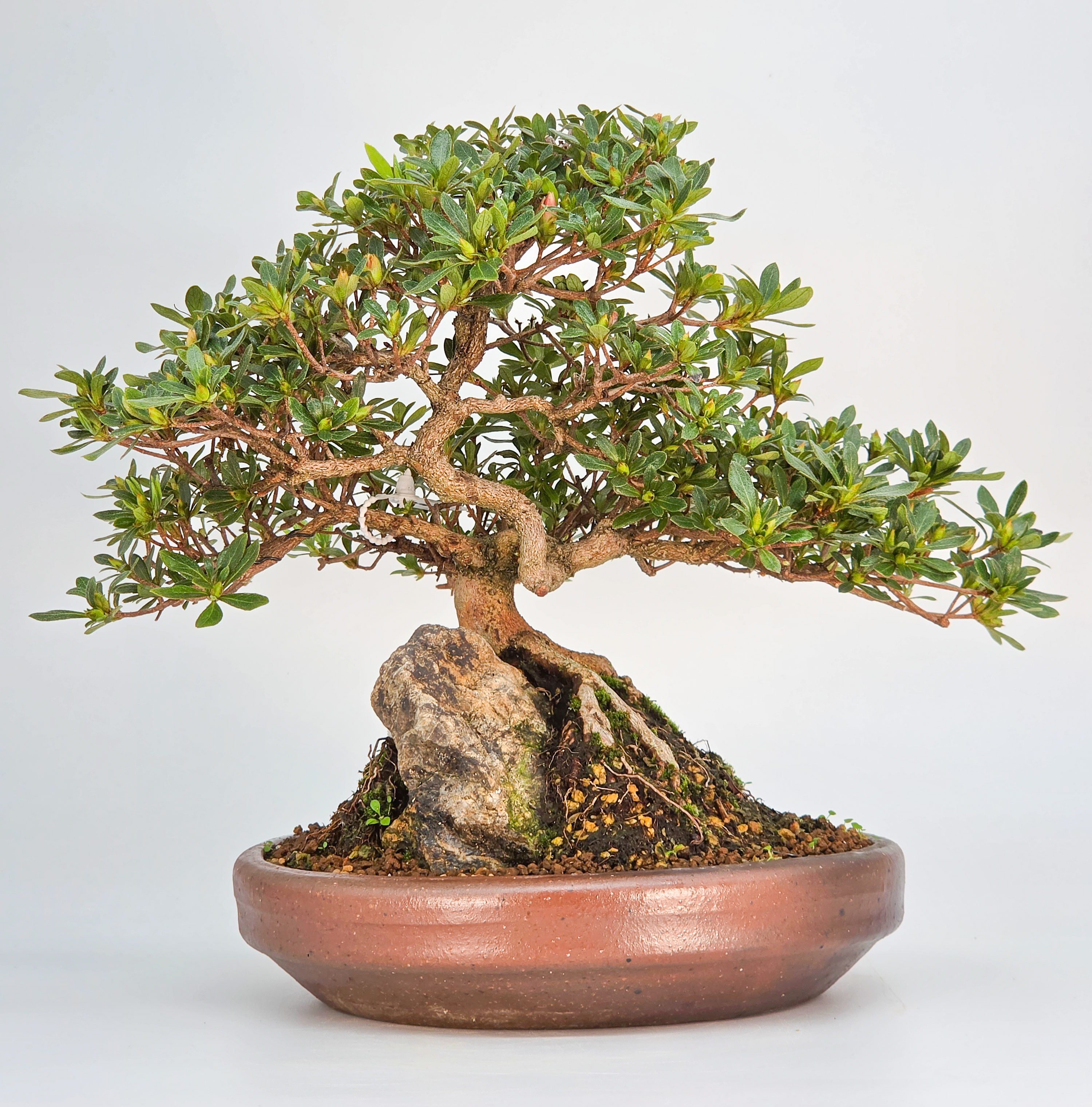 Bonsai Azalee Rhododendron indicum - Senbazuru Shohin 19cm