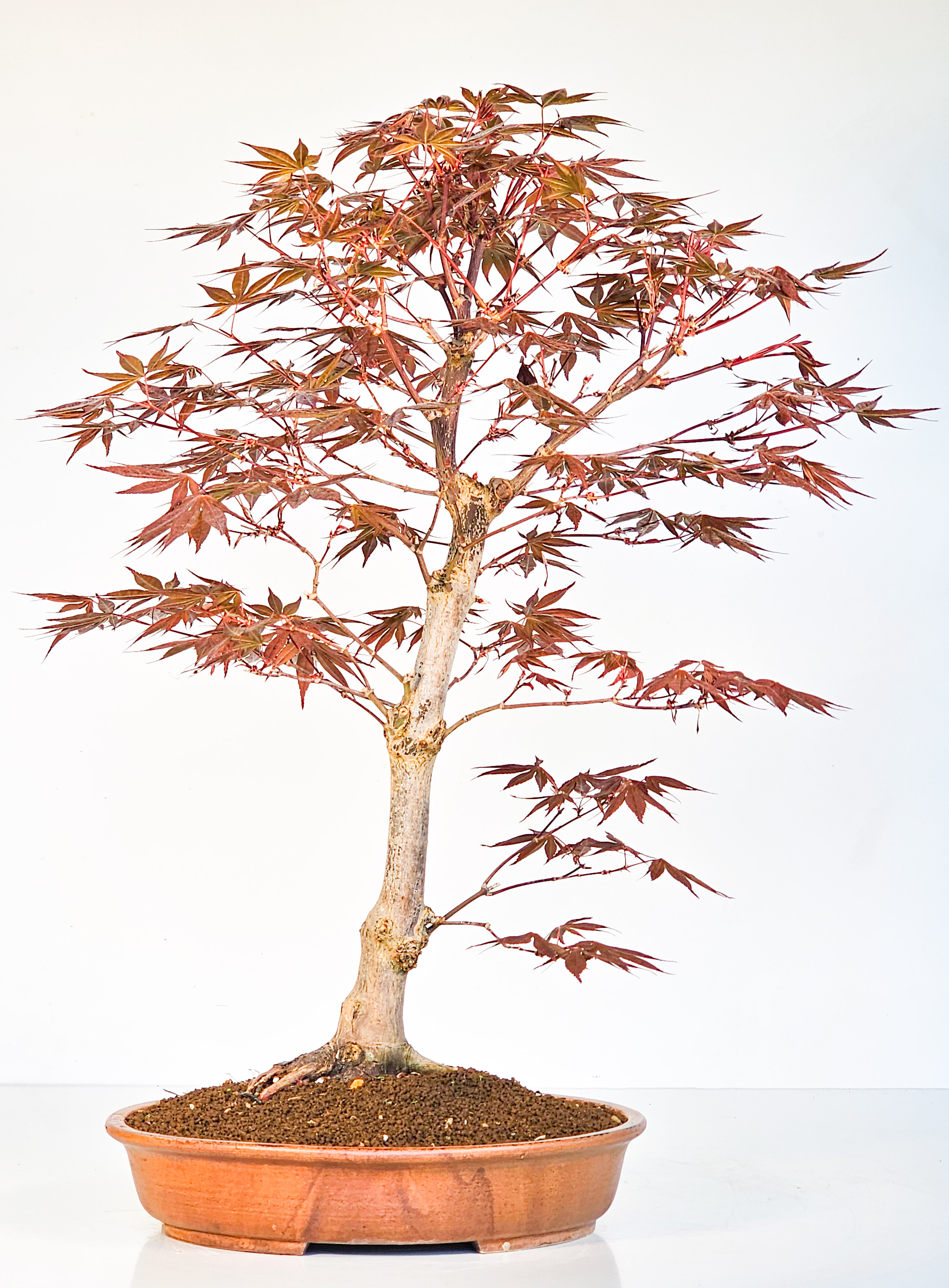 Bonsai Fächerahorn - Acer palmatum Shojo-nomura 52cm