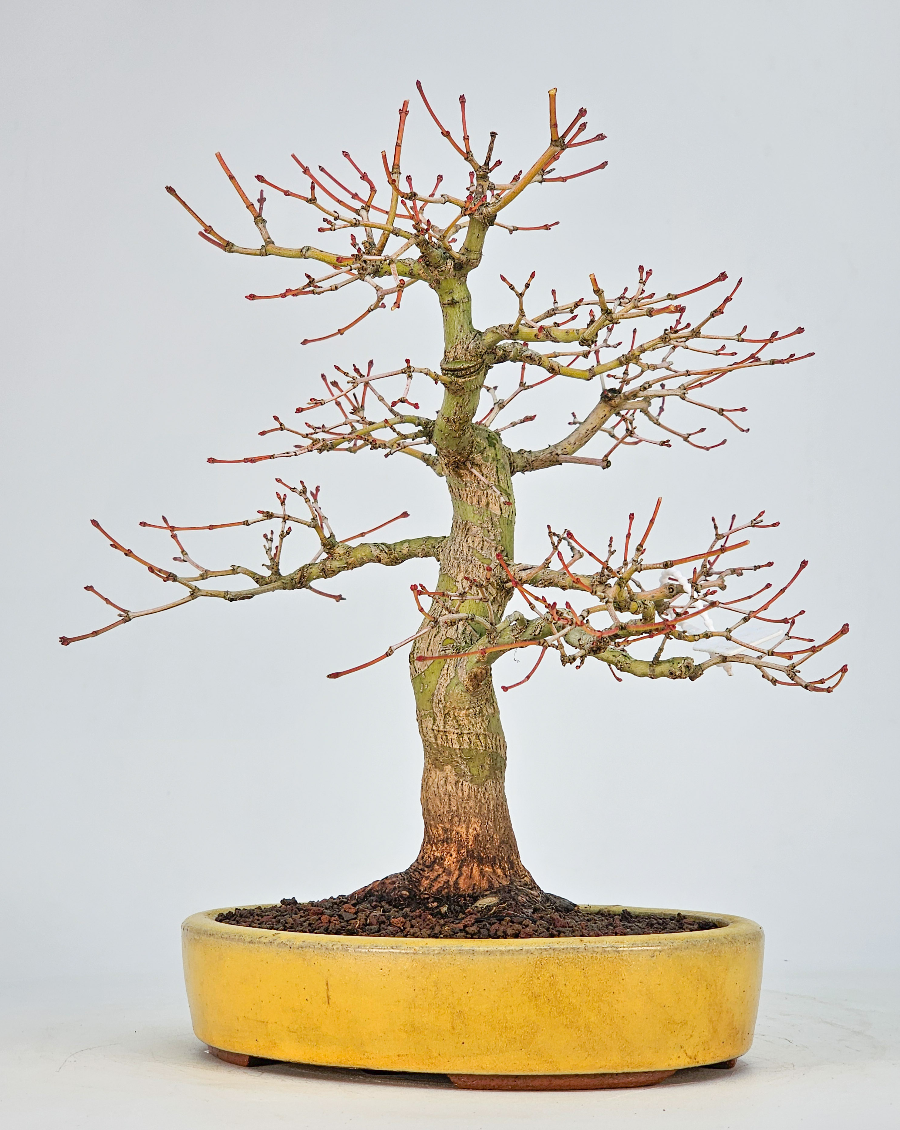 Bonsai Fächerahorn - Acer Palmatum Katsura 23cm