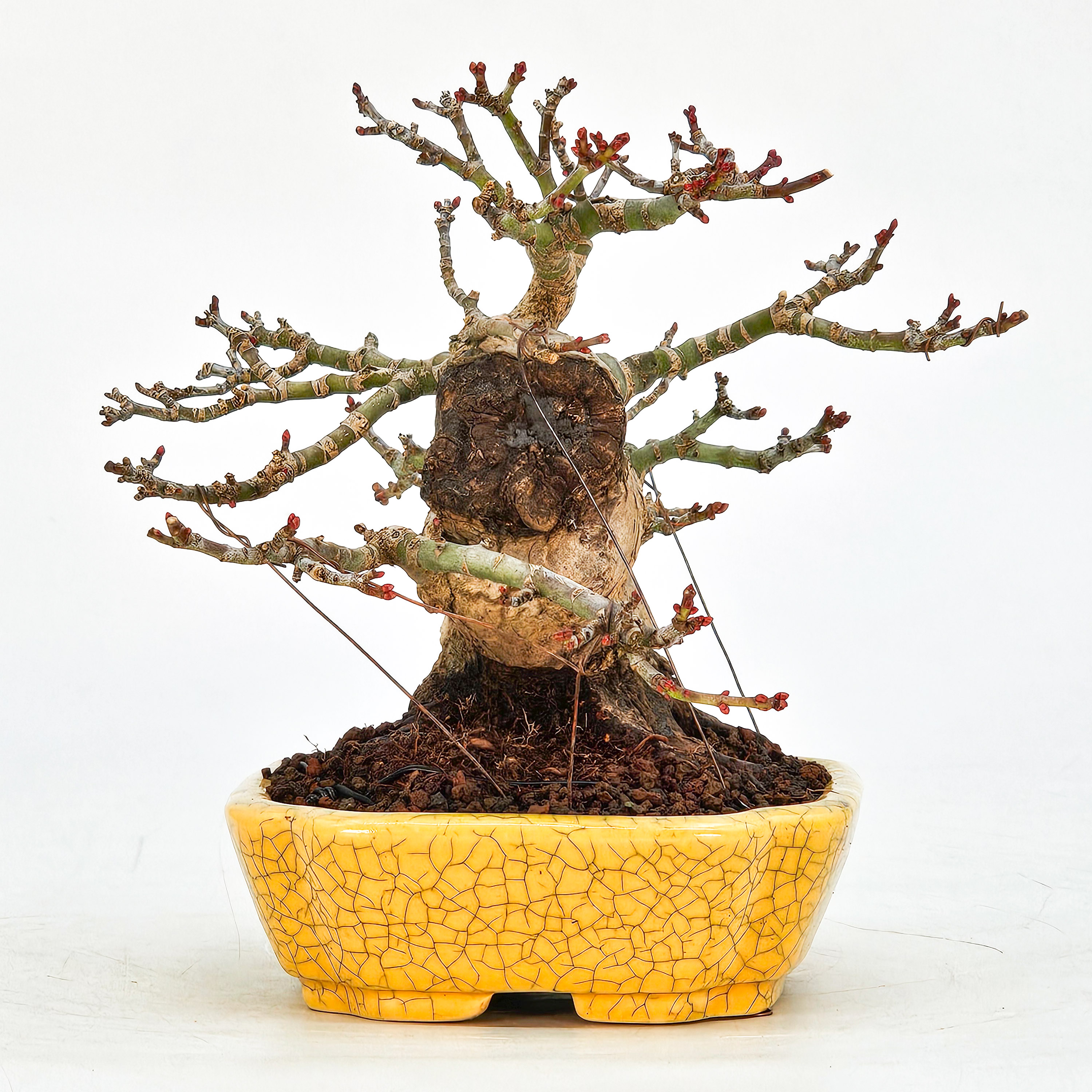 Bonsai Löwenkopfahorn- Acer palmatum Shishigashira Shohin 12cm