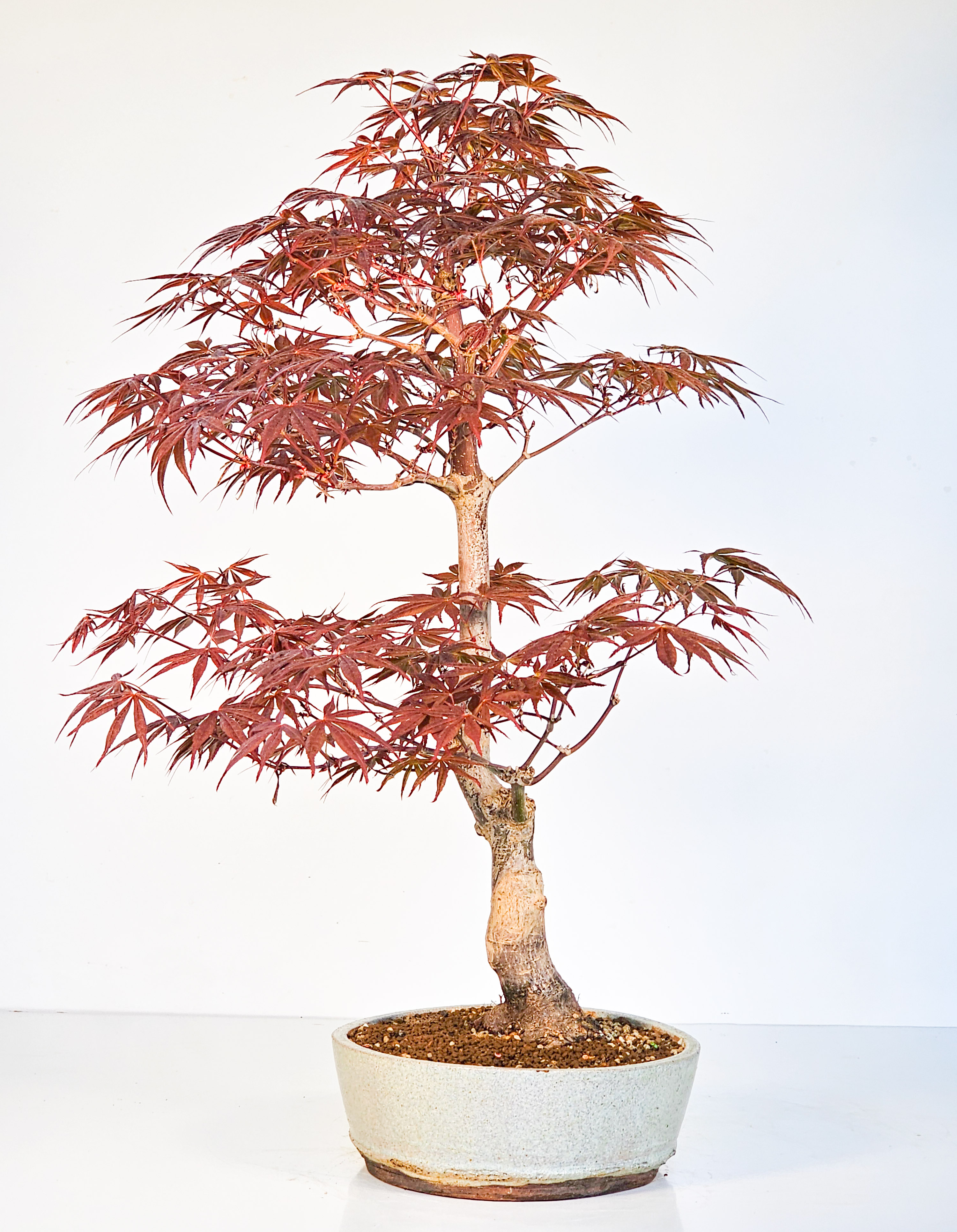 Bonsai Fächerahorn - Acer palmatum Shojo-nomura 52cm 