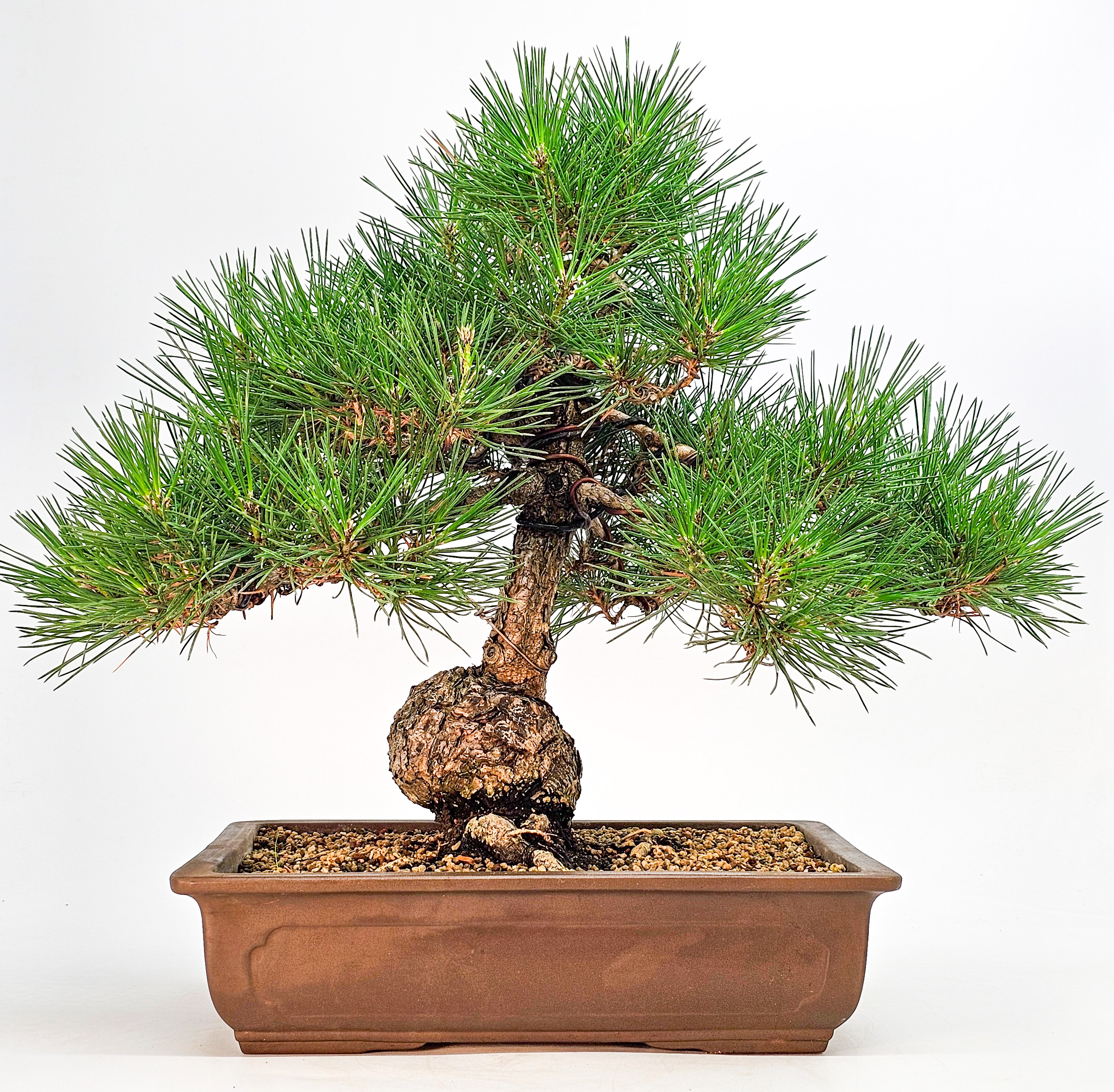Bonsai Schwarzkiefer - Pinus thunbergii 36cm