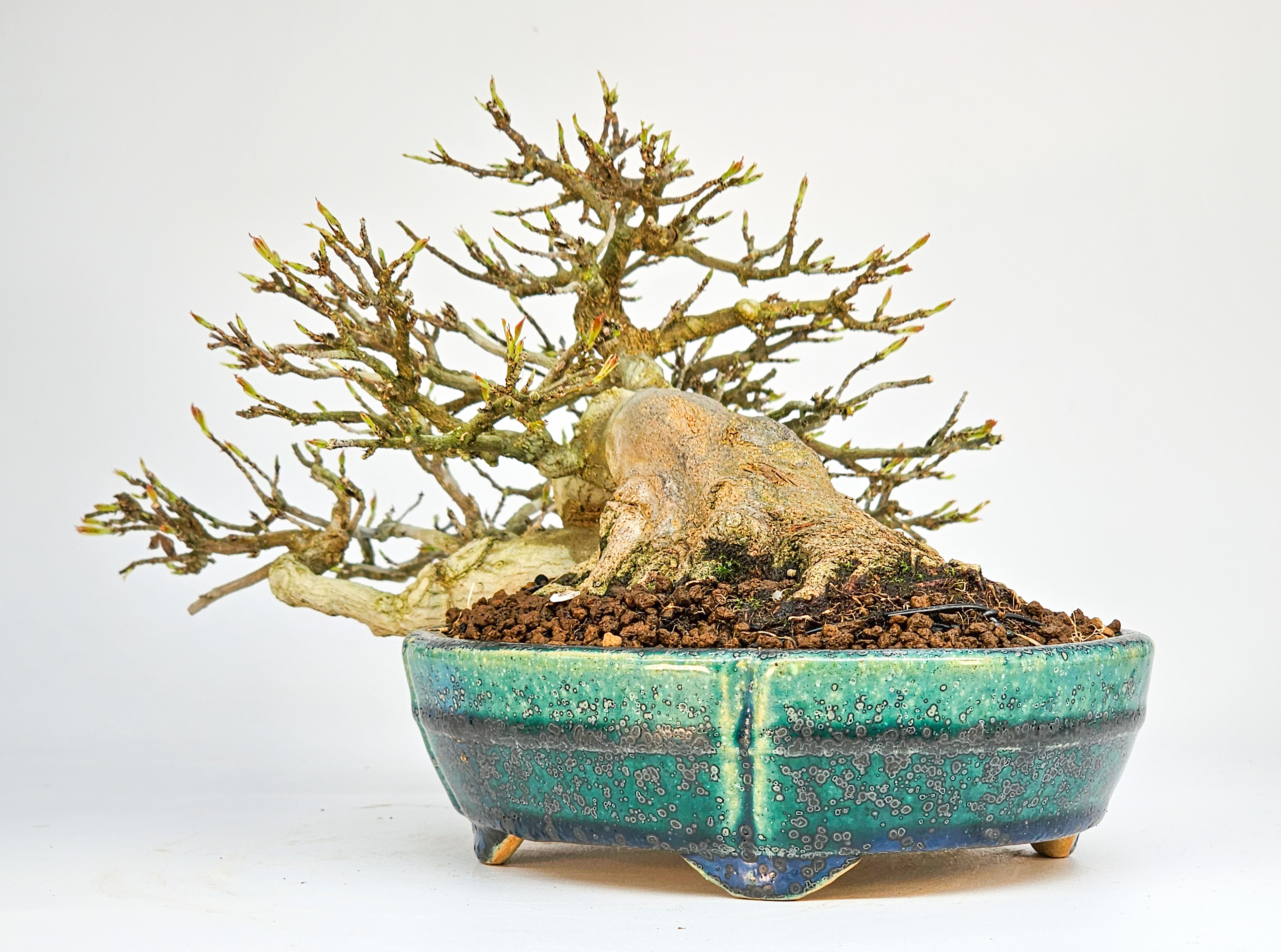 Bonsai Dreispitzahorn - Acer buergerianum 14cm Video!!