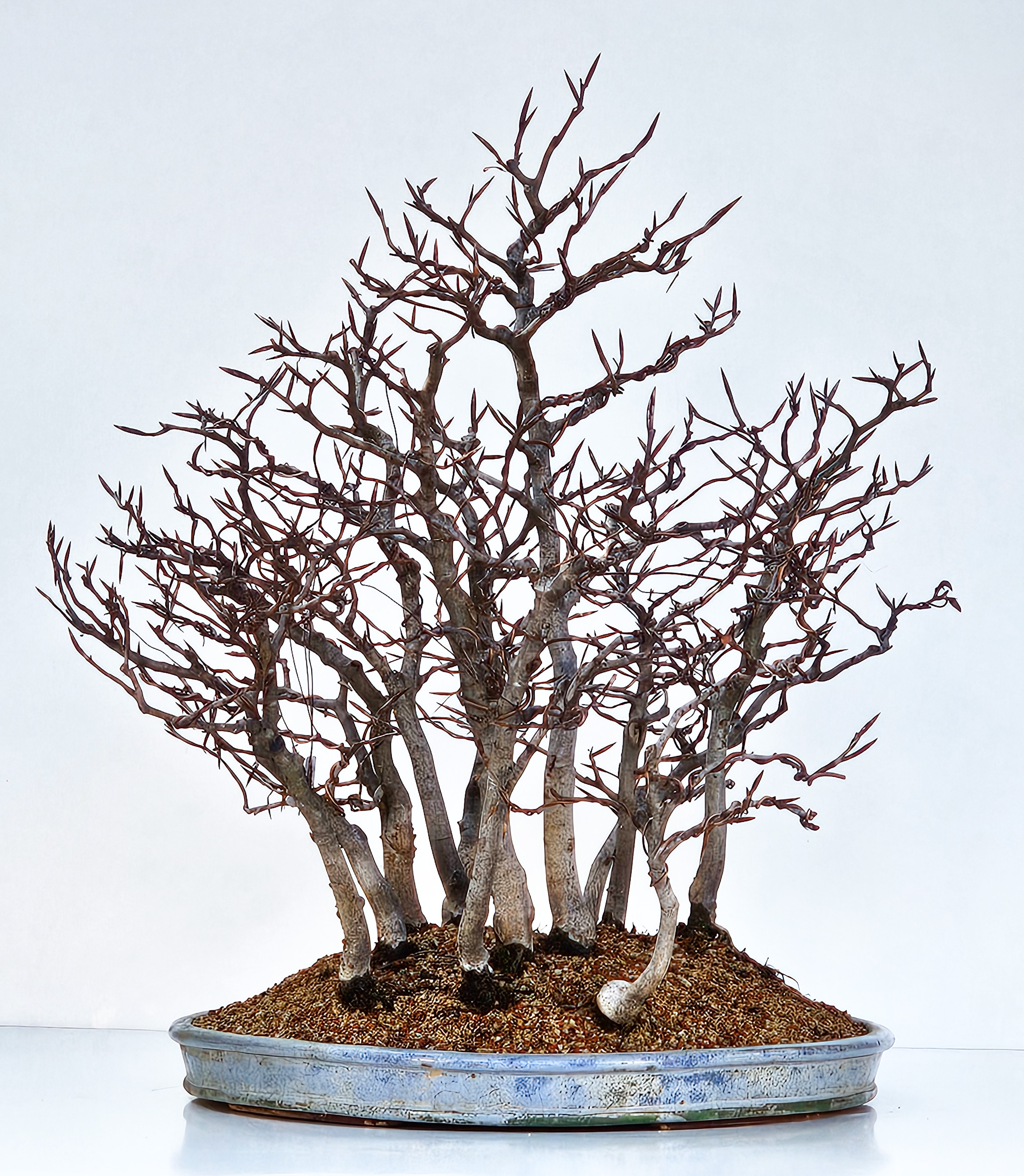 Bonsai Waldpflanzung Rotbuche Fagus sylvatica 50cm 