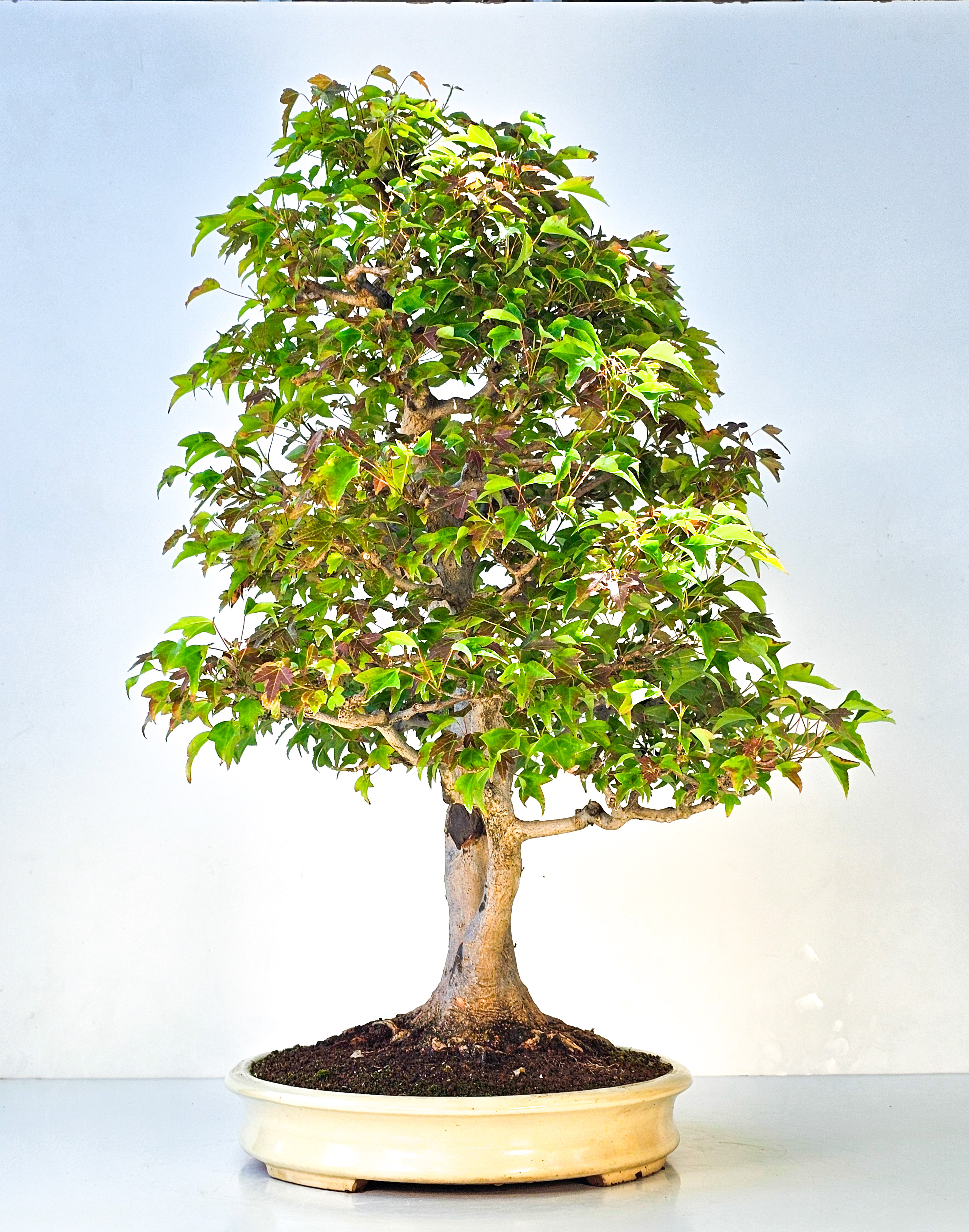 Bonsai Dreispitzahorn - Acer buergerianum 62cm