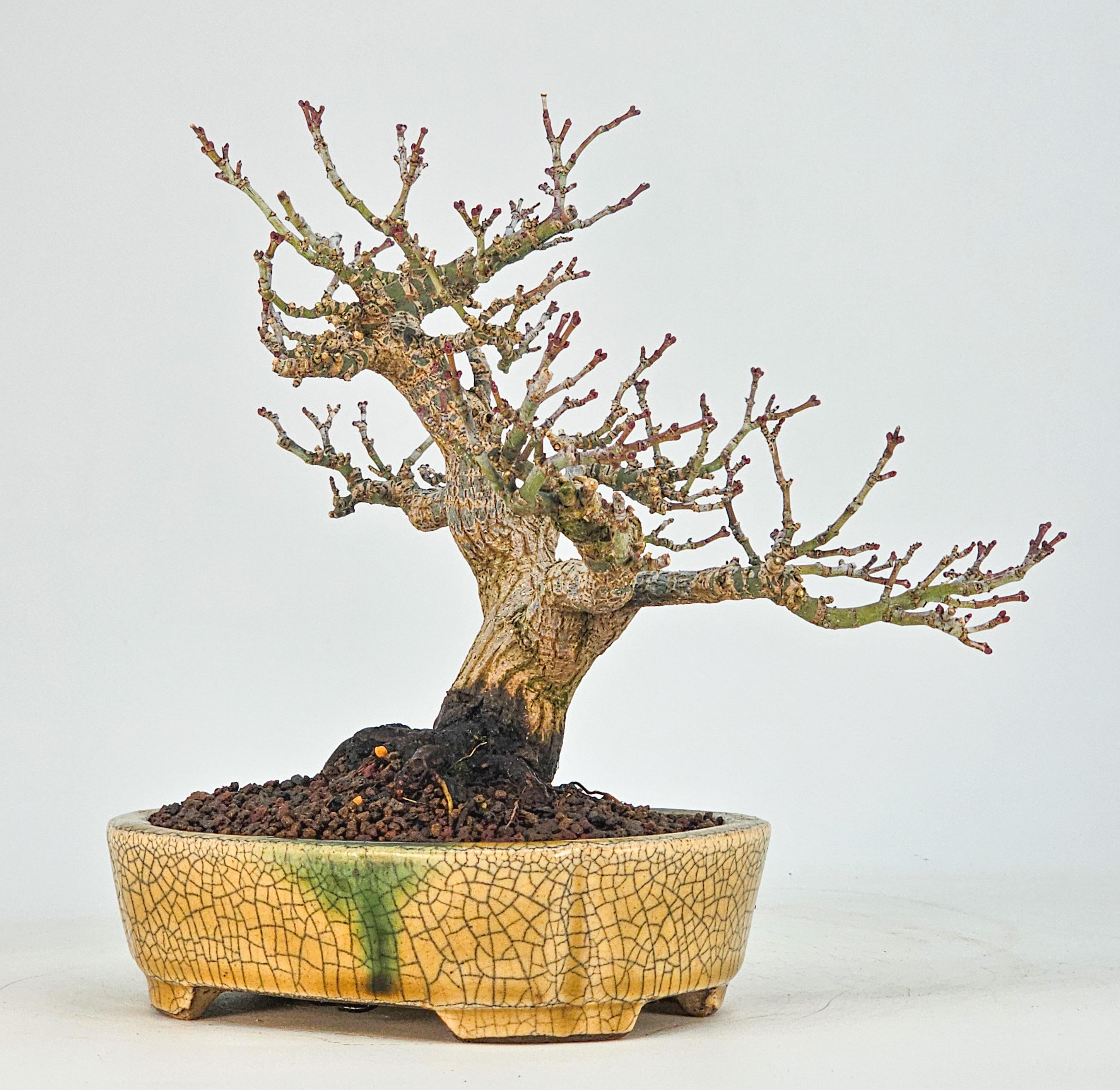Bonsai Premium Löwenkopfahorn- Acer palmatum Shishigashira Shohin 16cm Video!!