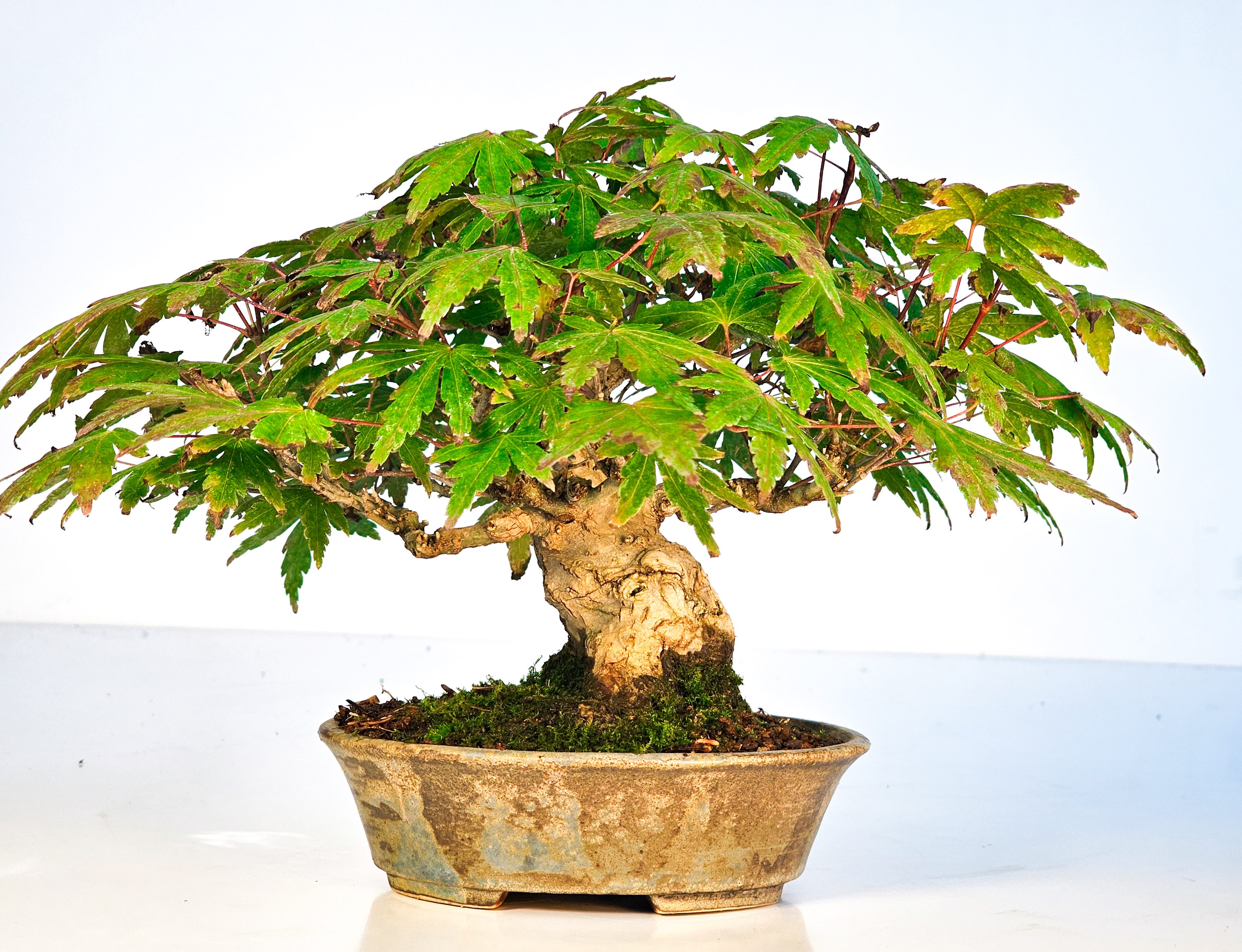 Bonsai Fächerahorn Acer Palmatum Yamamomiji Shohin 12cm