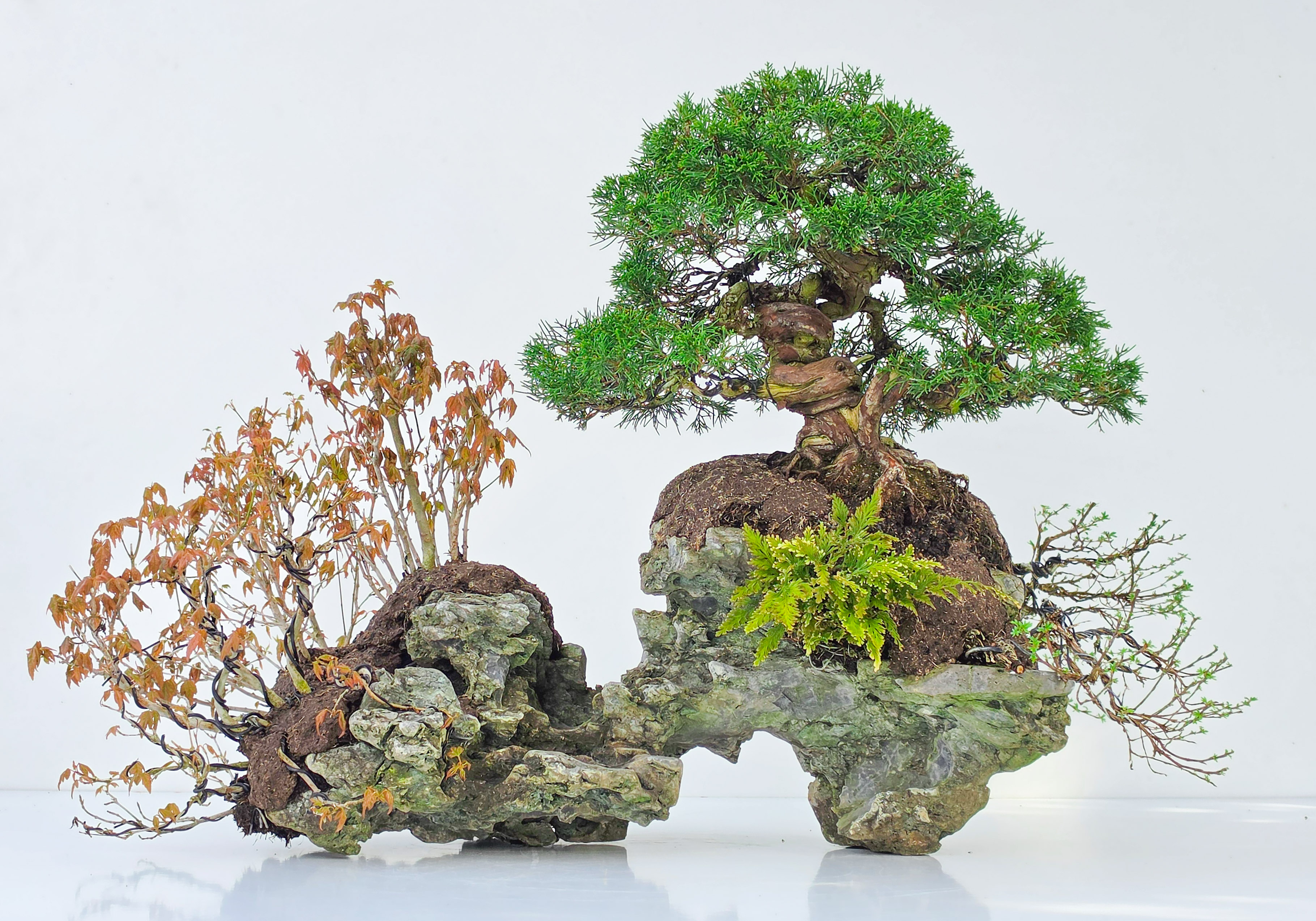 Bonsai Premium Wacholder - Juniperus chinensis  / Dreispitzahorn - Acer buergerianum / Fingerstrauch - Potentilla fruticosa Ishizuki 55x80x55cm