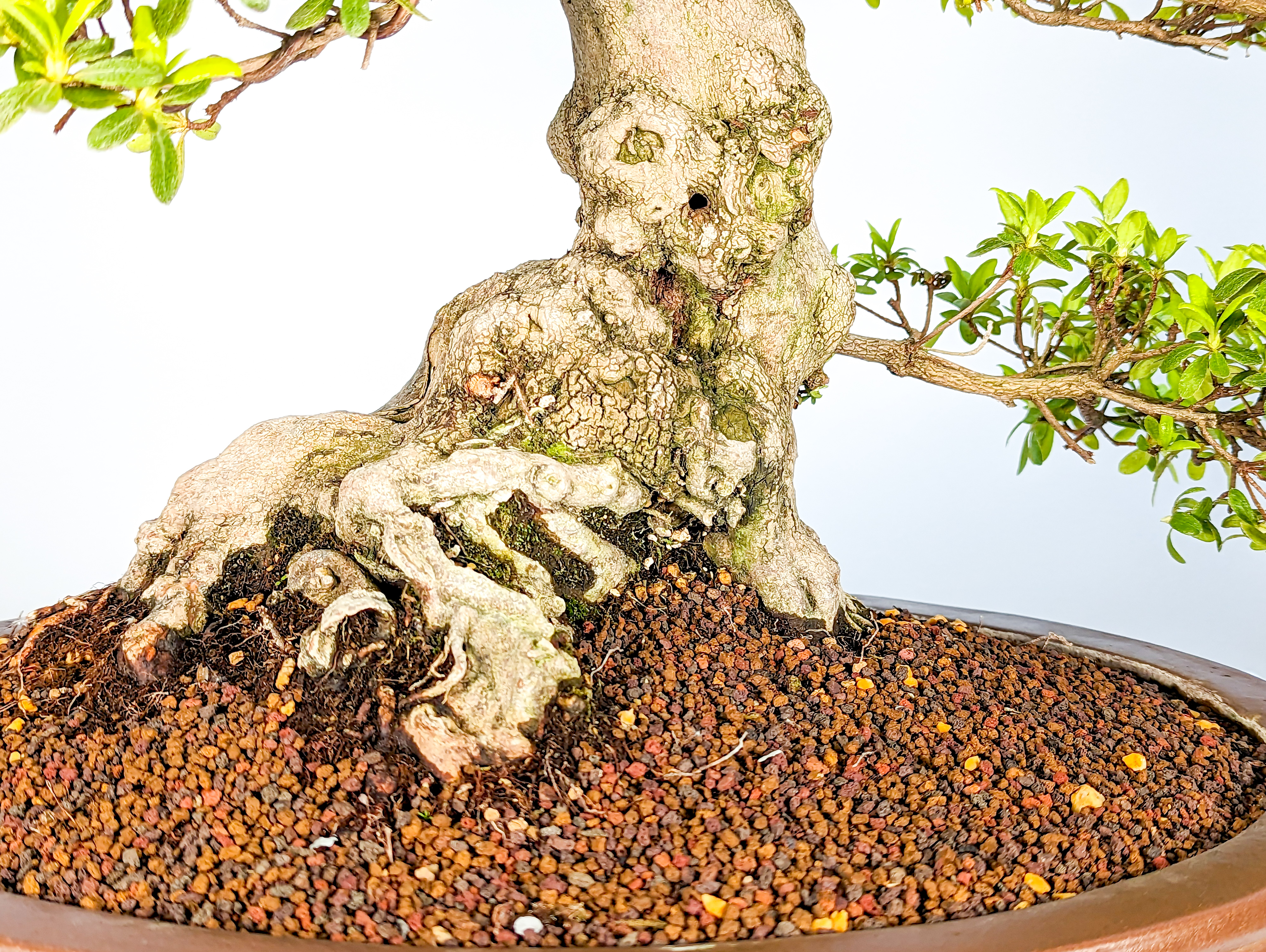 Bonsai Azalee Rhododendron indicum Hakatajiro 60cm Bonsai Azalee Rhododendron indicum Hakatajiro 60cm