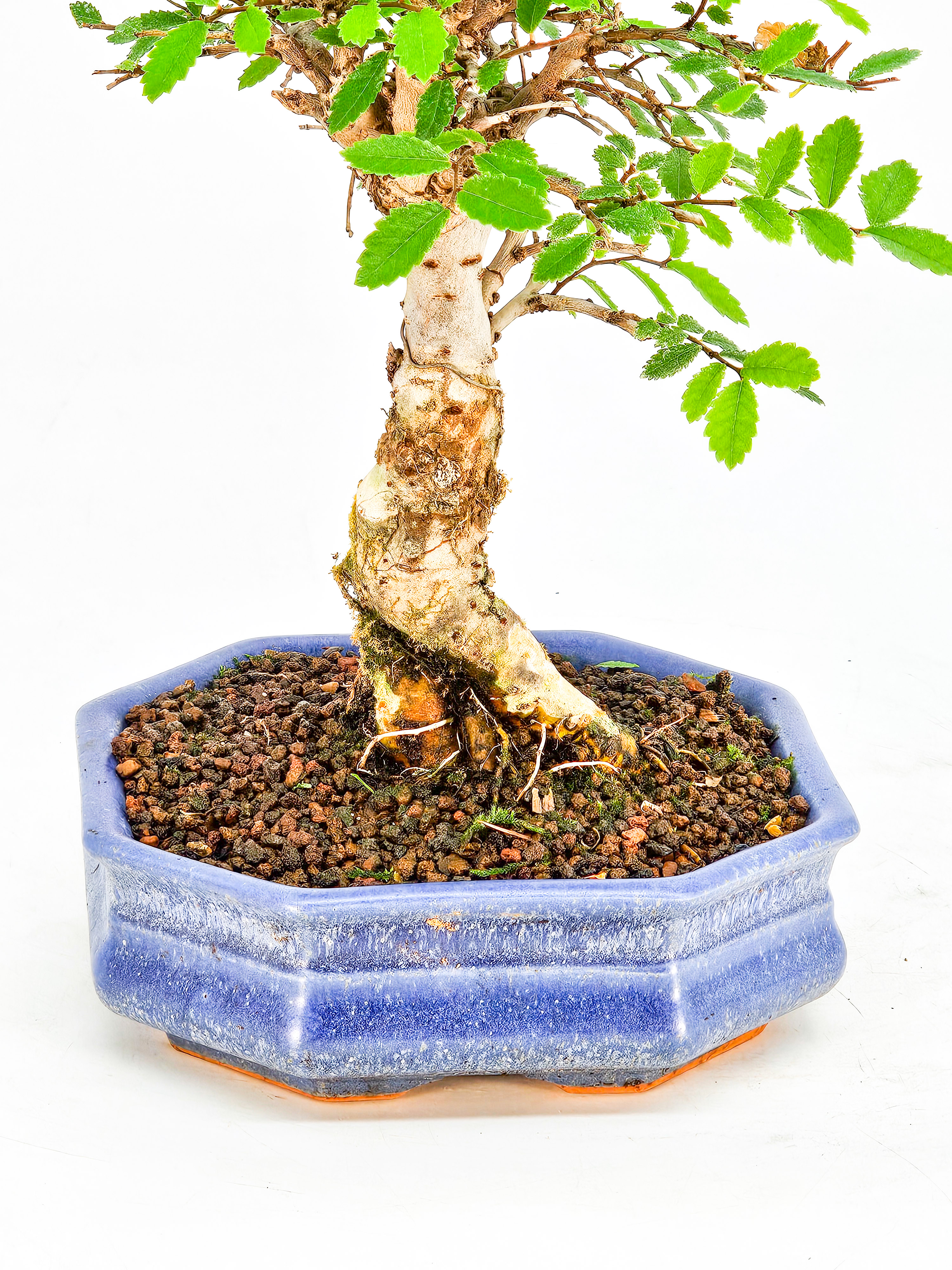 Bonsai Japanische Ulme - Ulmus parvifolia Shohin 18cm