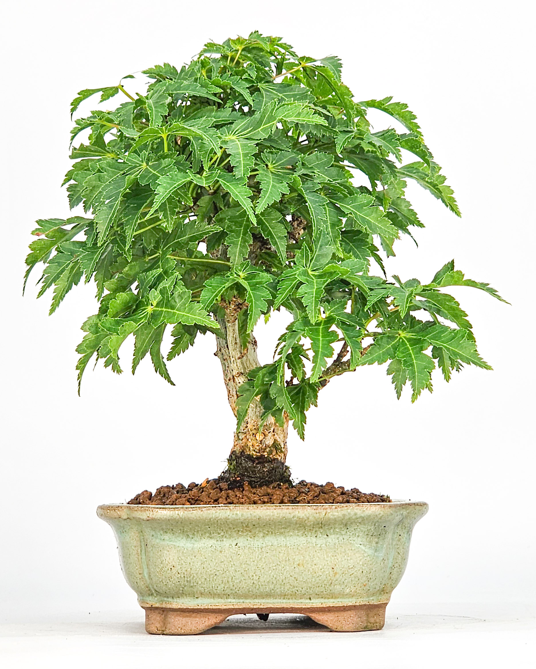 Bonsai Löwenkopfahorn- Acer palmatum Shishigashira Shohin 14cm