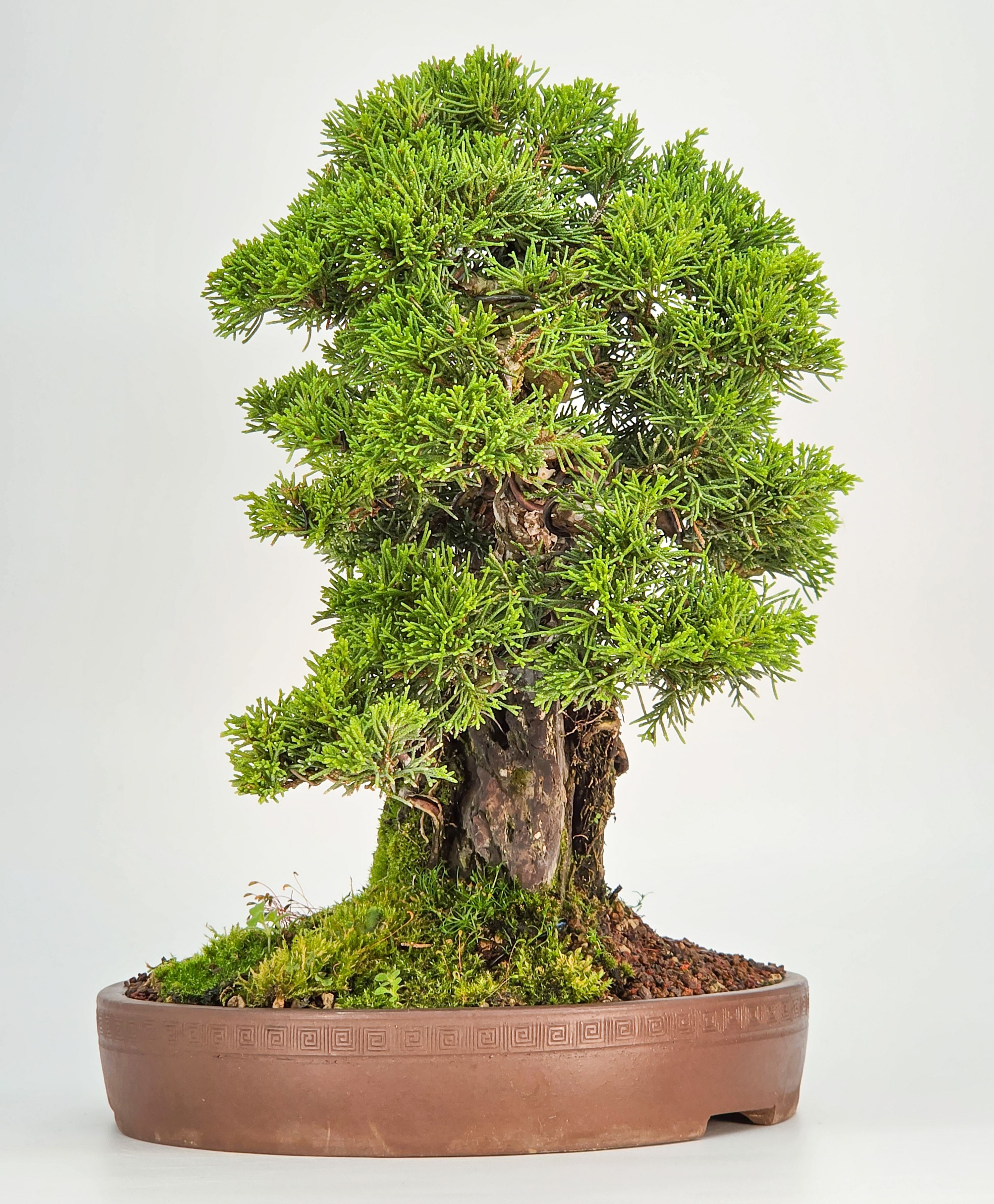 Bonsai Wacholder Juniperus chinensis shimpaku 30,5 cm