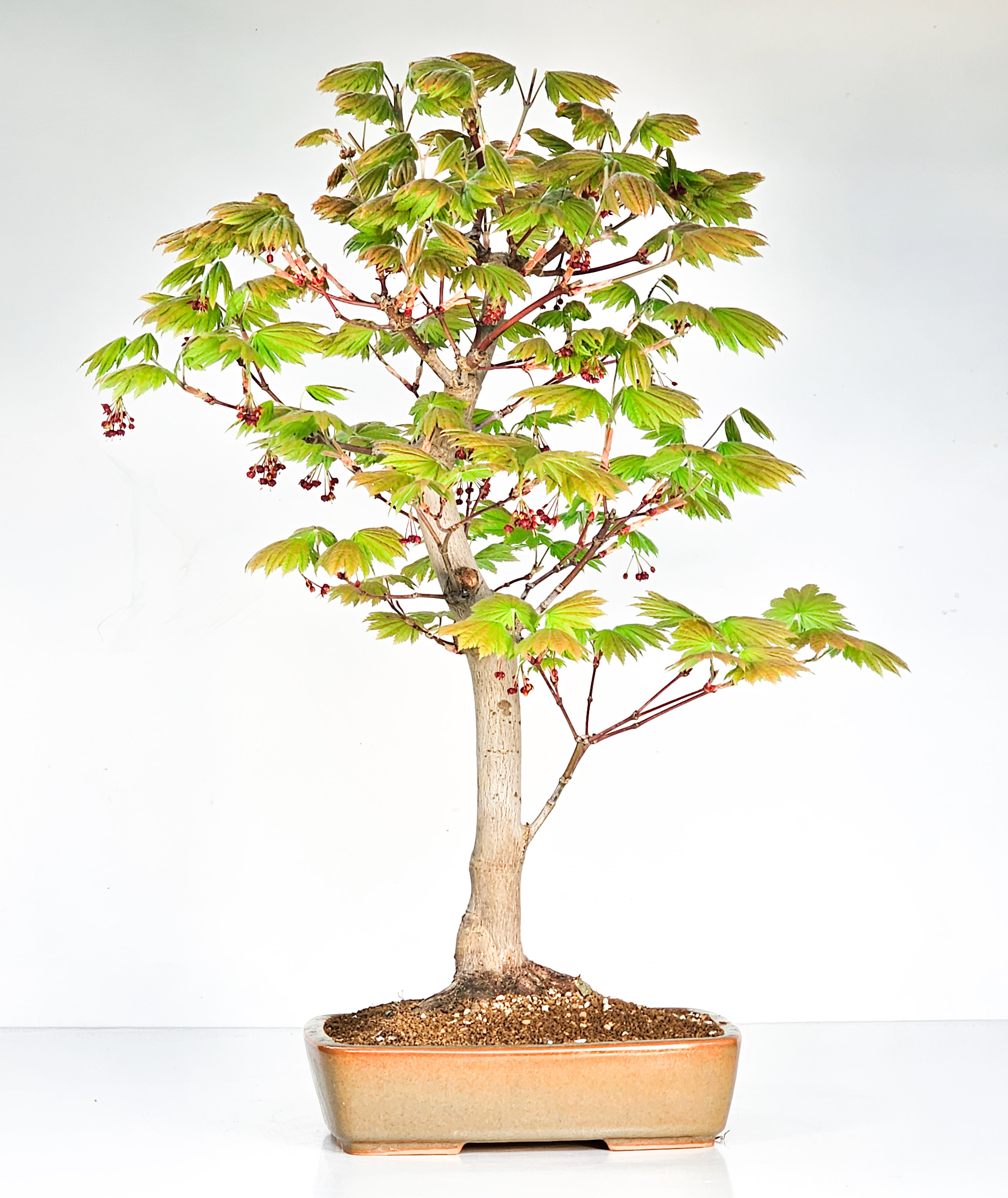 Bonsai Japanischer Ahorn - Acer japonicum 55cm 