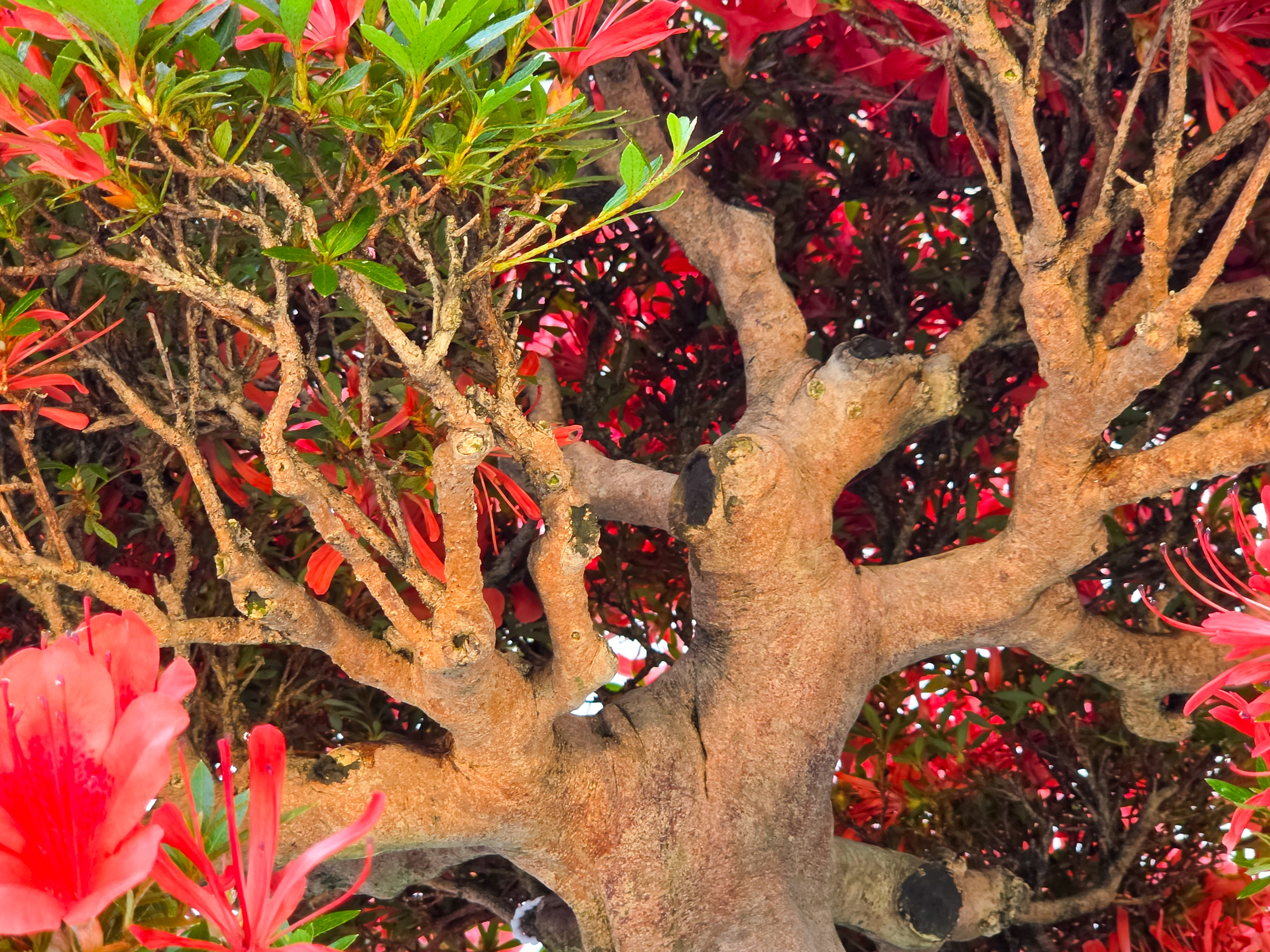 Bonsai Premium Azalee -  Rhododendron indicum kinsai 63cm Video!!