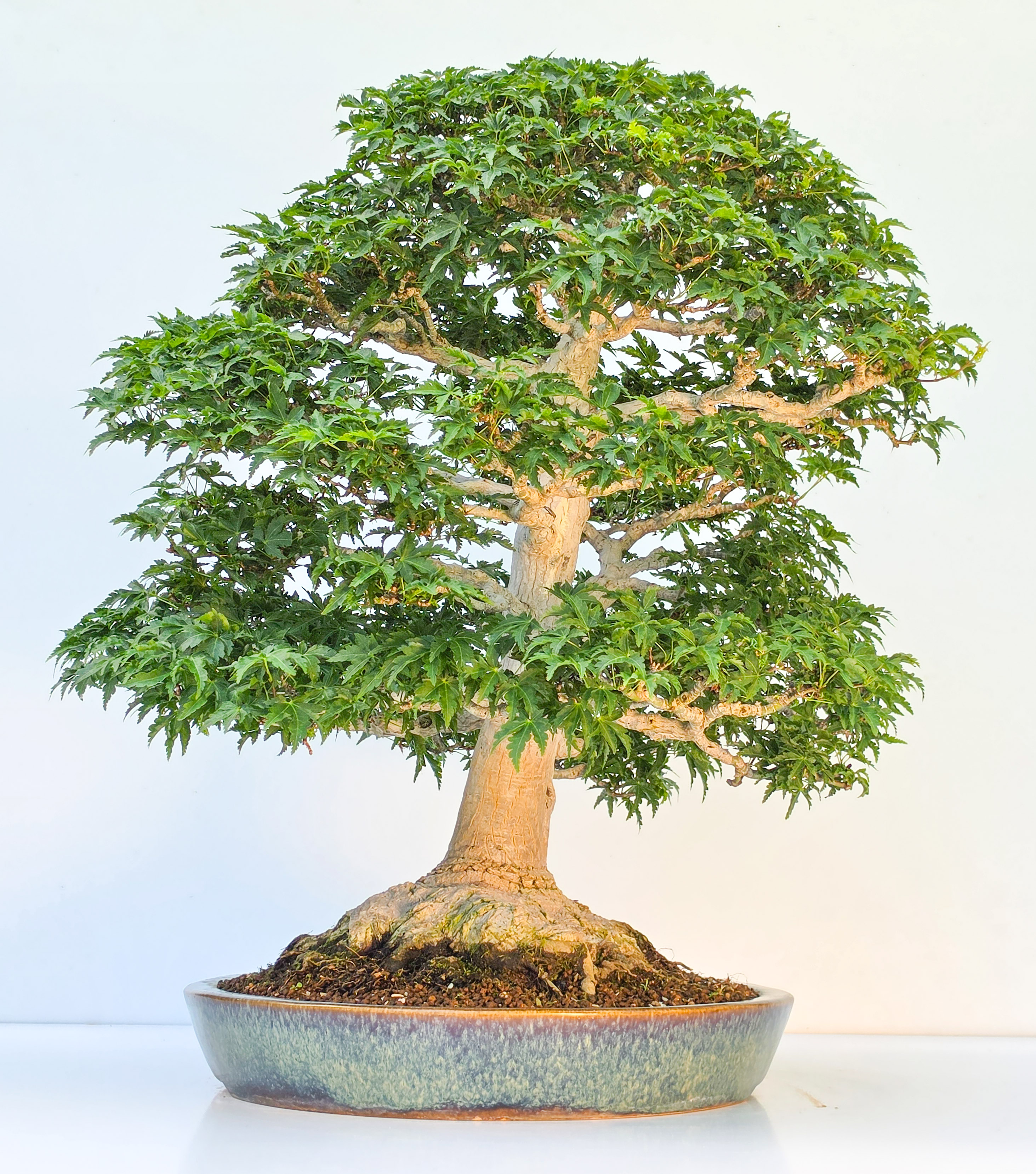 Bonsai Premium Löwenkopfahorn- Acer palmatum Shishigashira 61cm Video!!