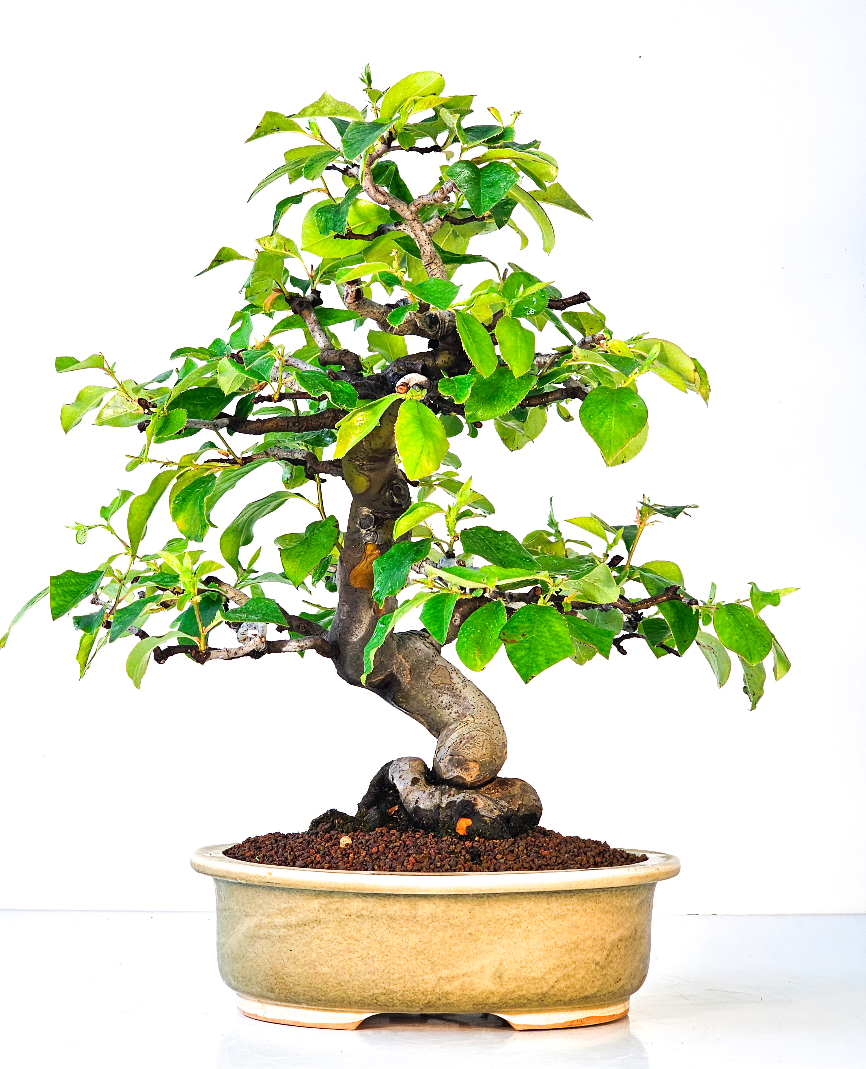 Bonsai Quitte - Pseudocydonia sinensis 39cm