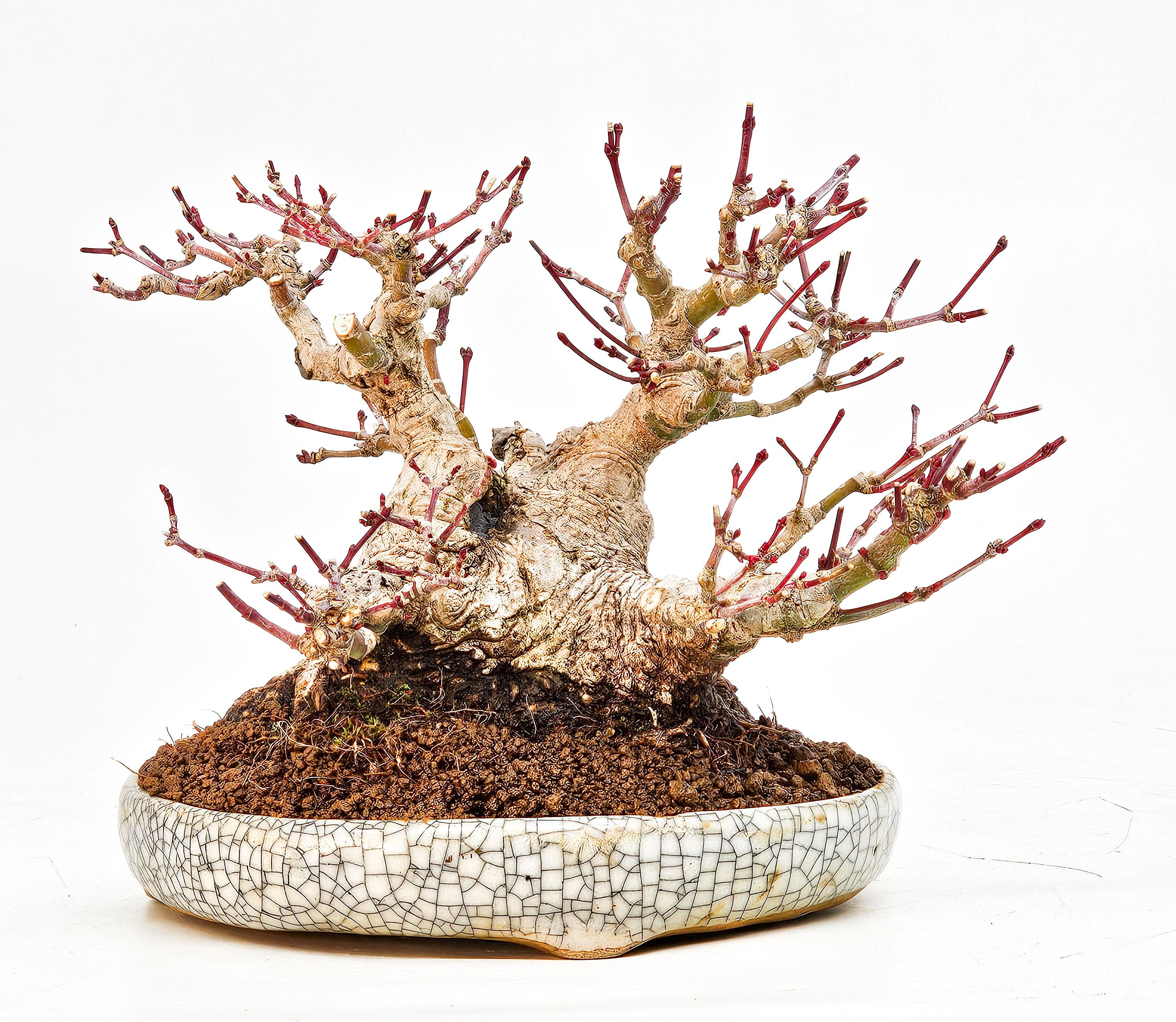 Bonsai Fächerahorn - Acer palmatum Shohin 13cm Video!!