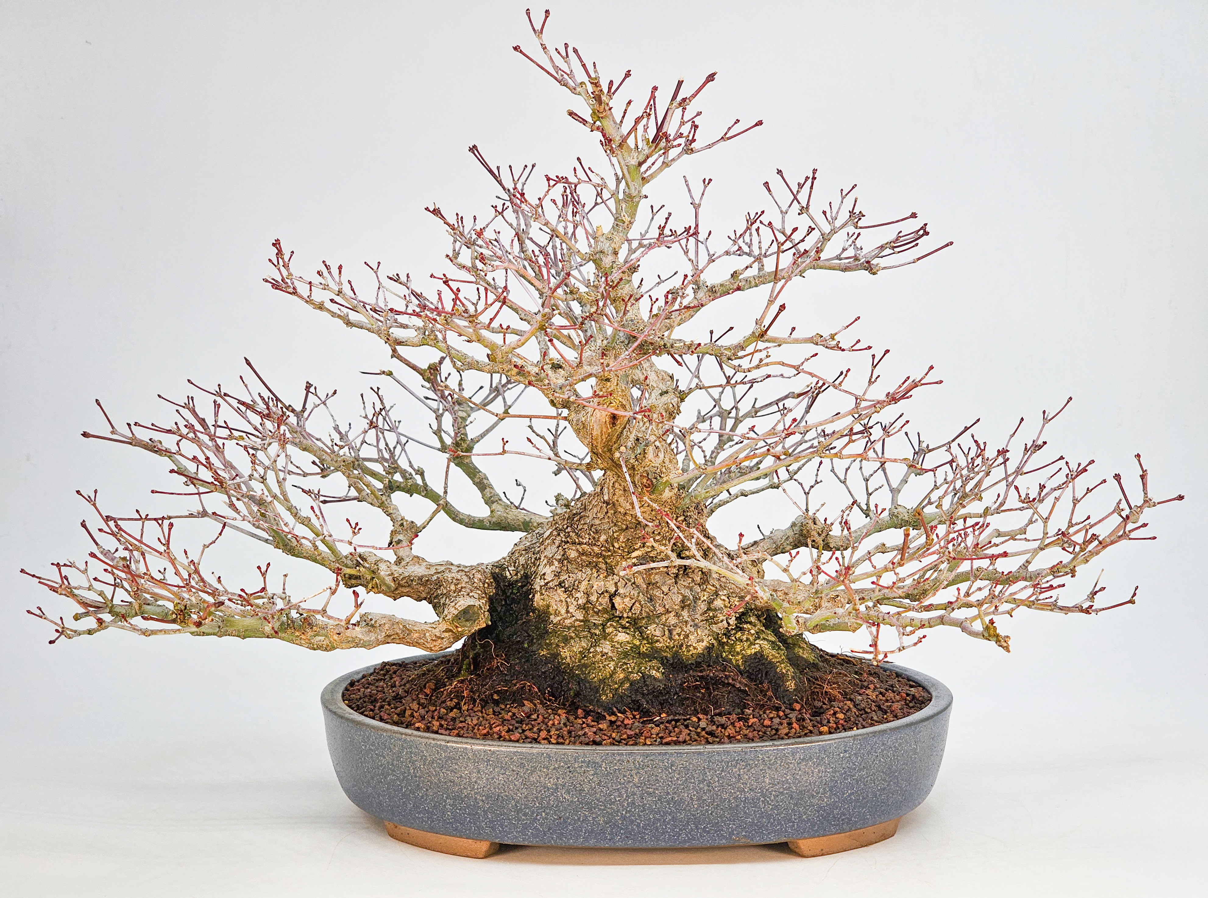Bonsai Premium  Fächerahorn - Acer palmatum Shohin 25cm