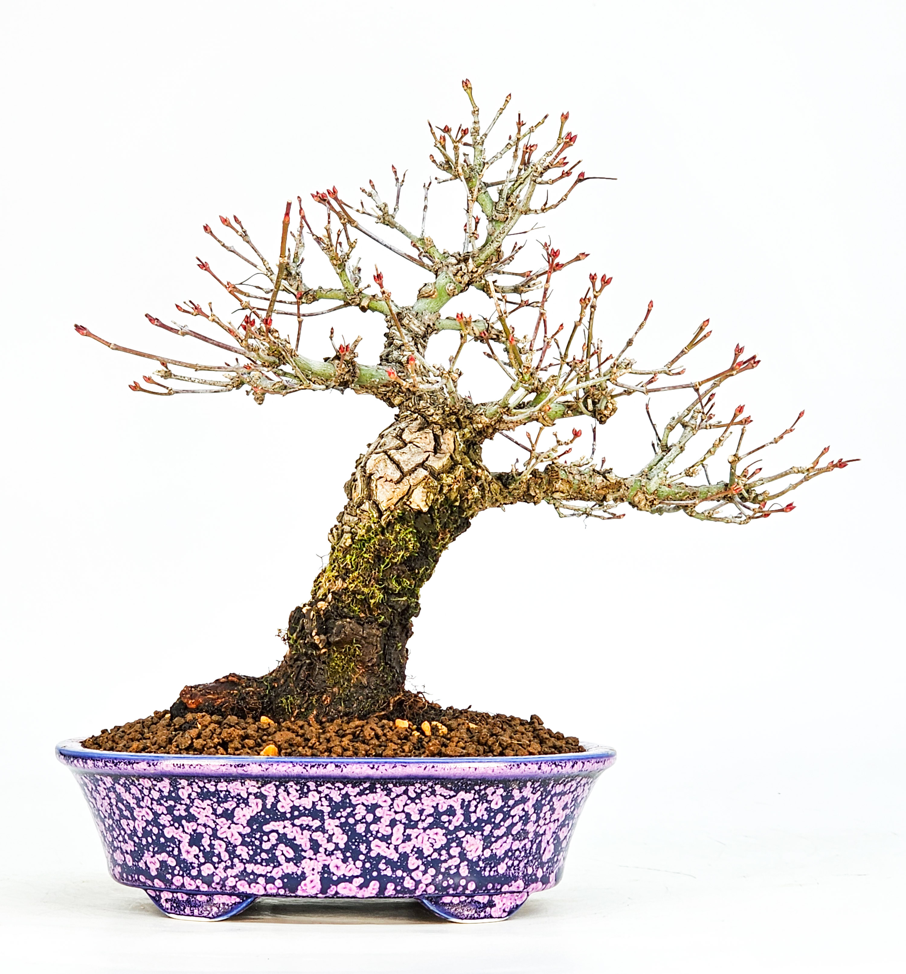 Bonsai Fächerahorn - Acer palmatum Arakawa Shohin 21cm Bonsai Fächerahorn - Acer palmatum Arakawa Shohin 21cm