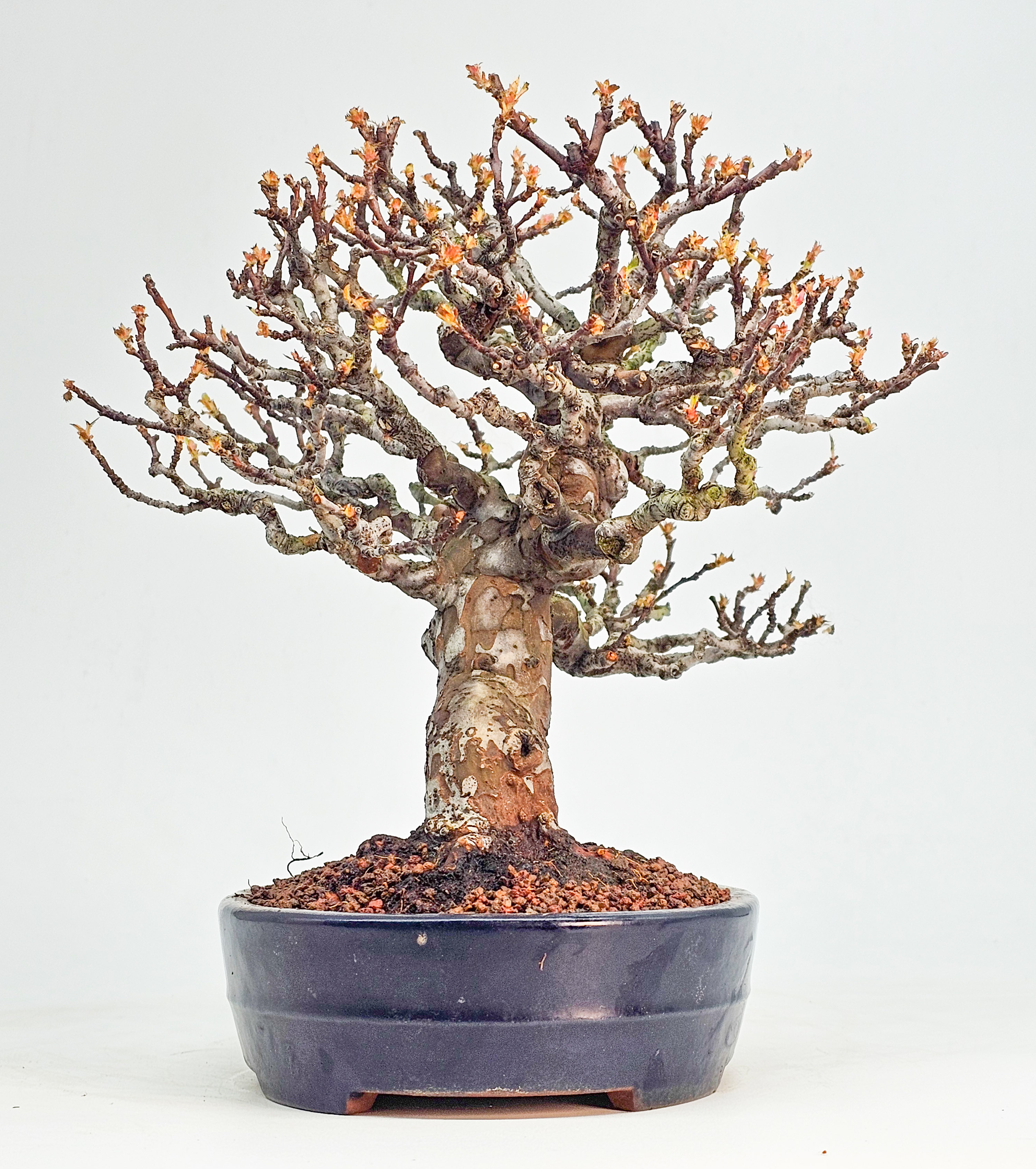 Bonsai Premium Quitte - Pseudocydonia sinensis Shohin 22cm 