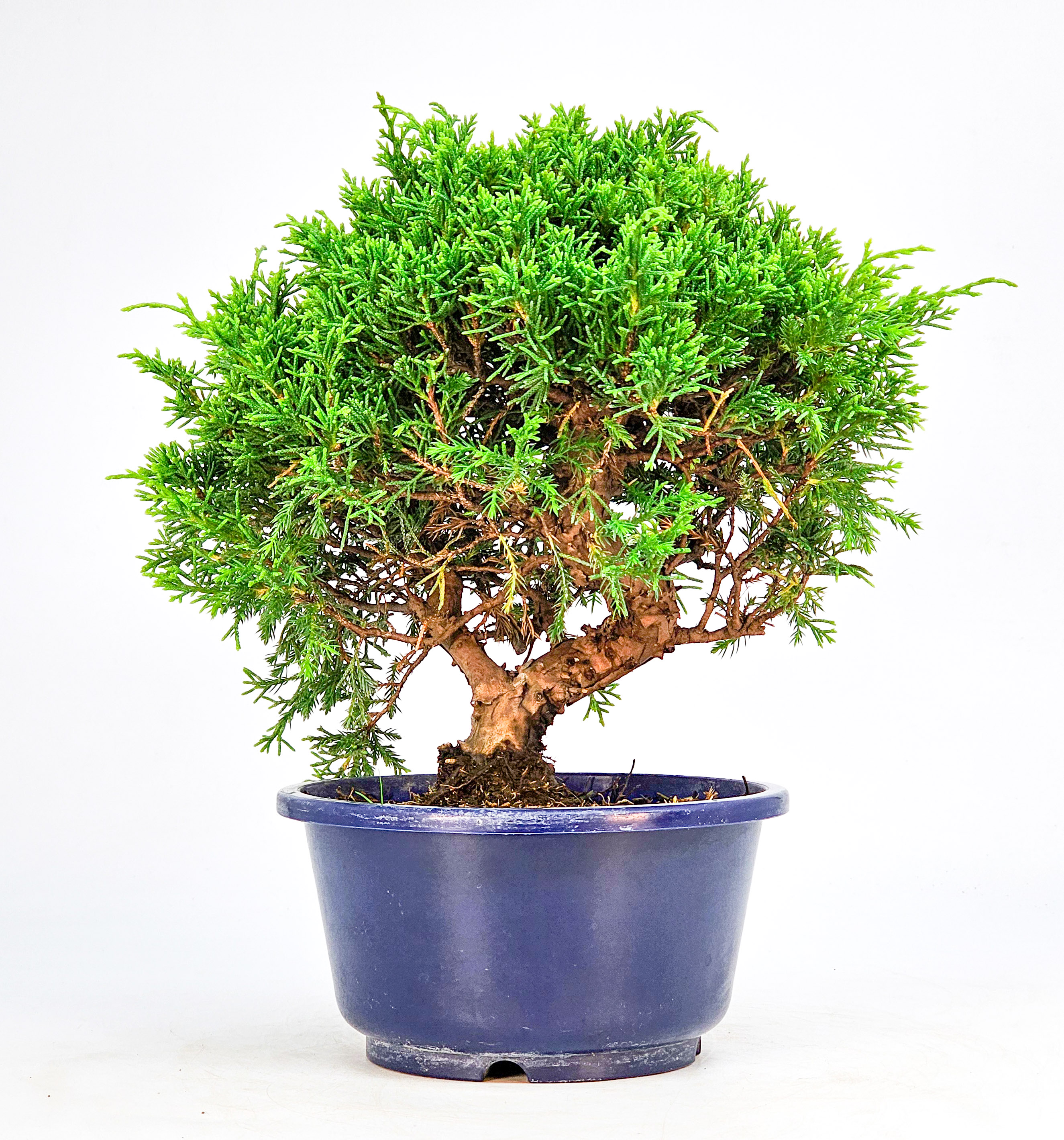 Bonsai Wacholder Juniperus chinensis shimpaku Shohin 19,5cm