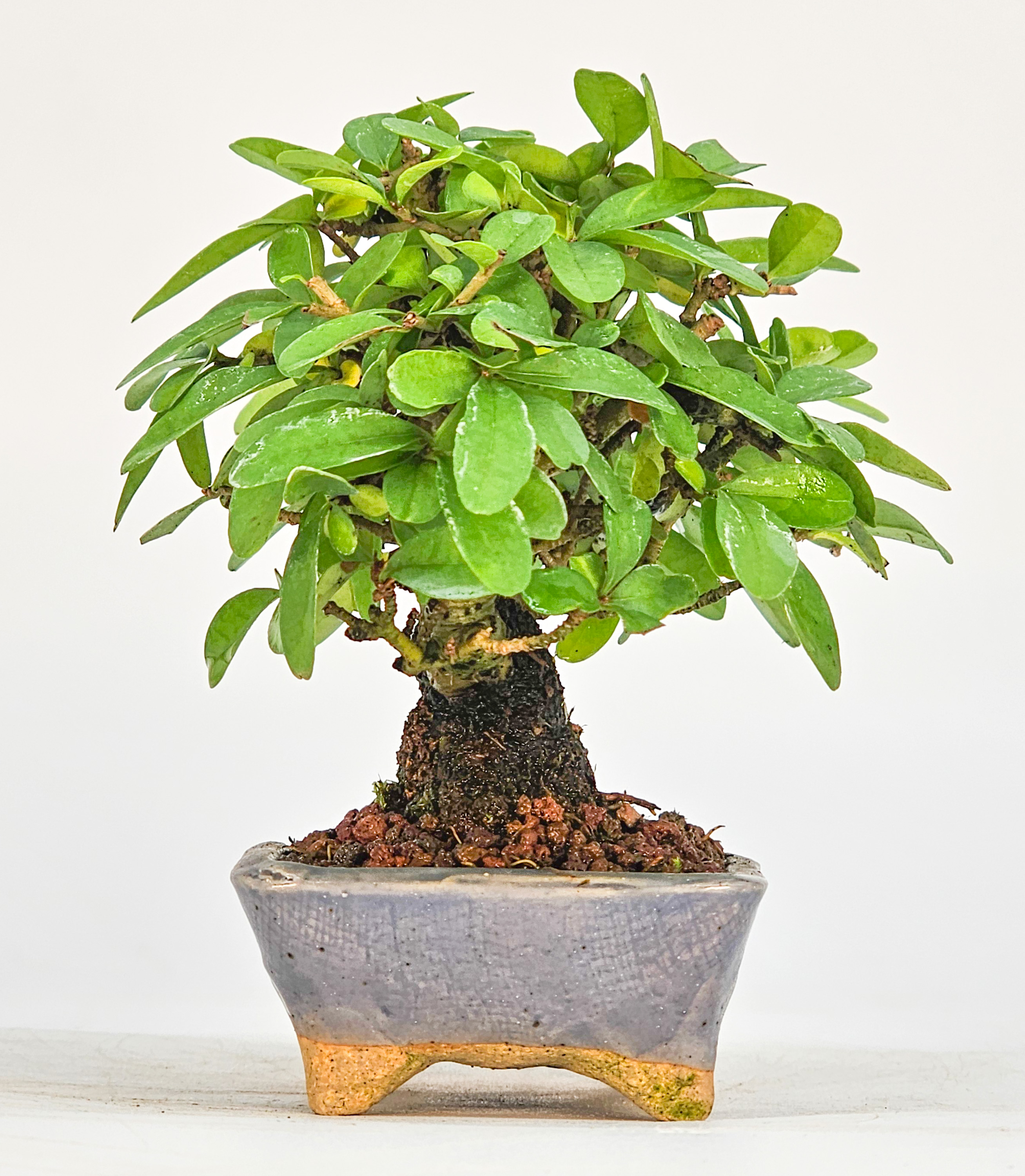 Bonsai Japanischer Liguster - Ligustrum japonicum Shohin 8cm