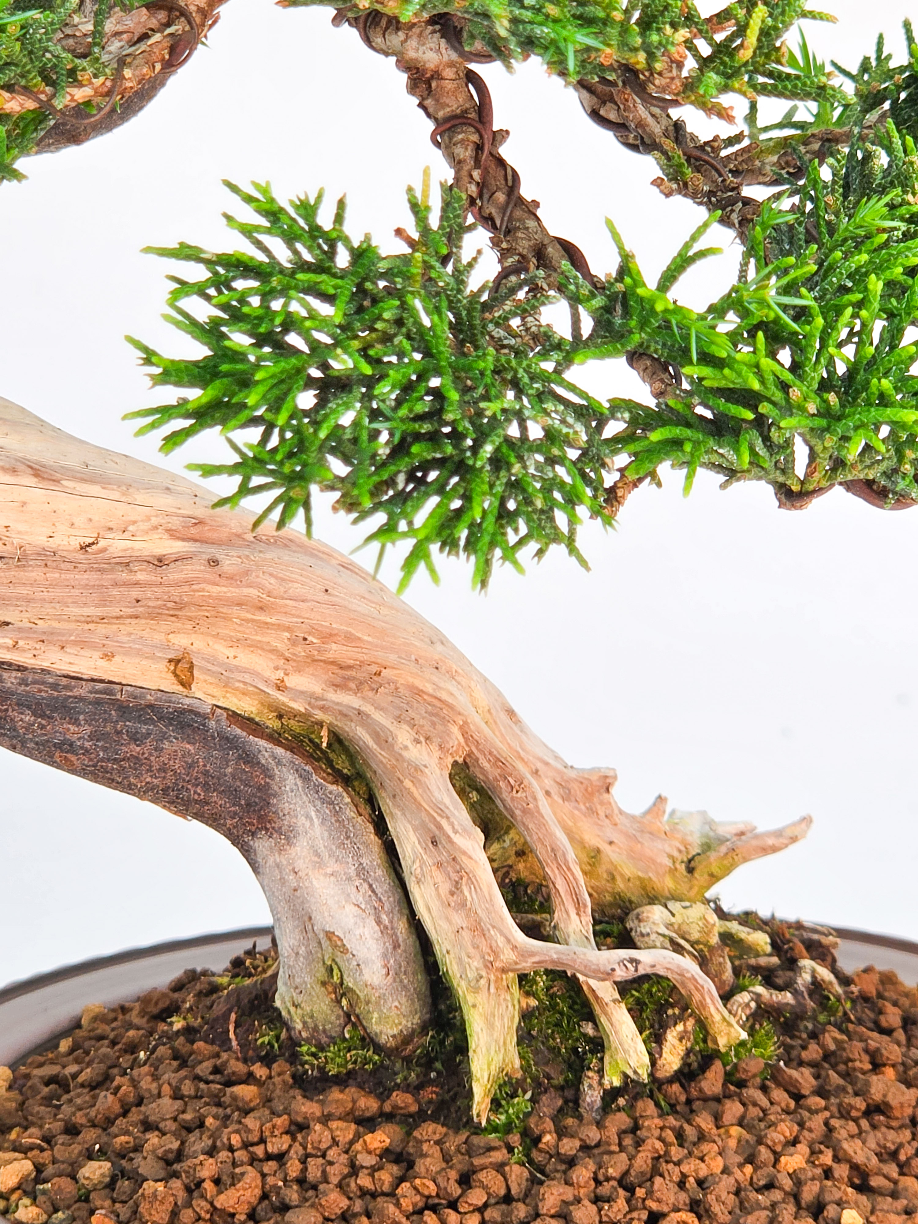 Bonsai Wacholder - Juniperus chinensis Shohin 19cm