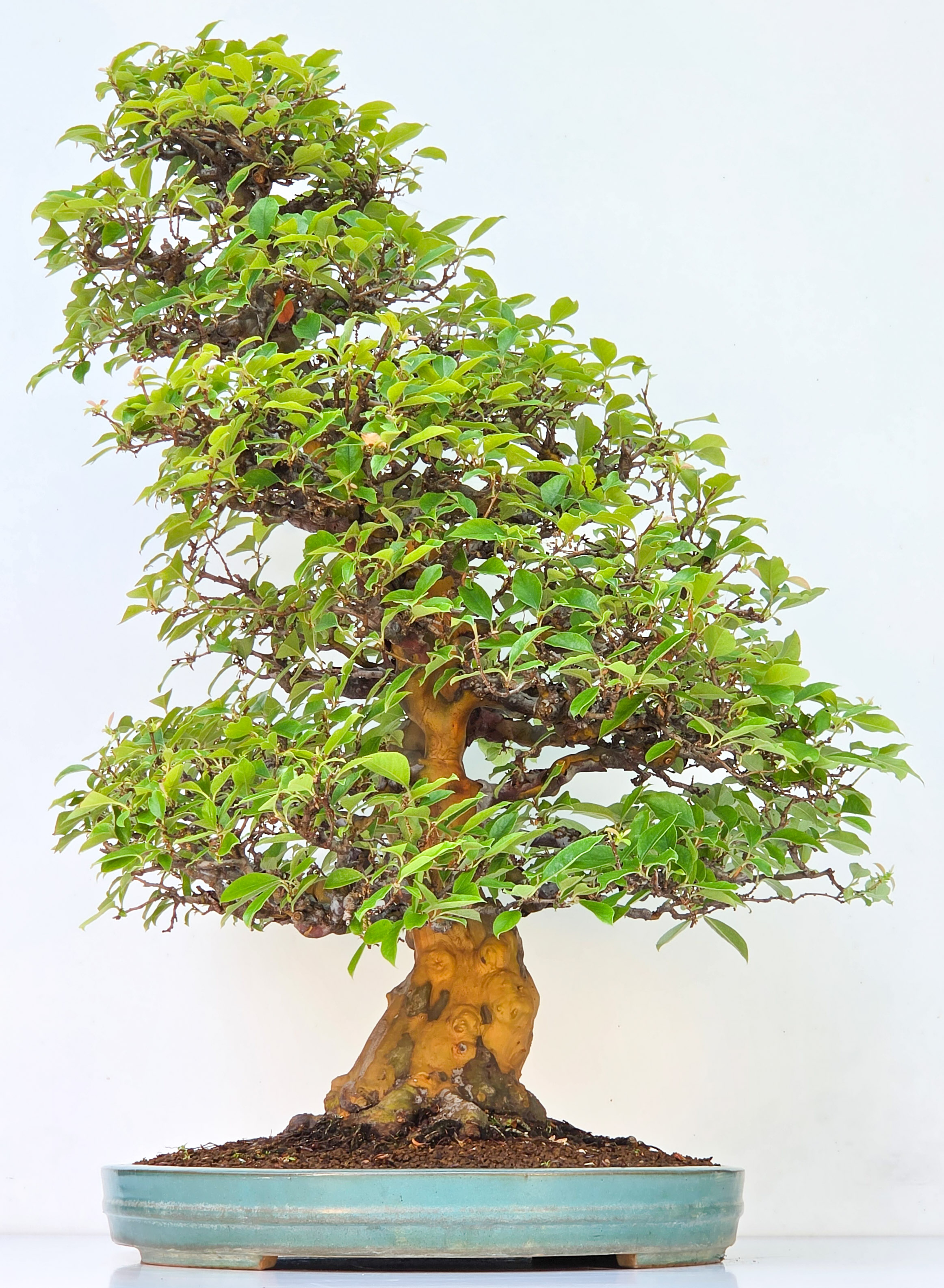 Bonsai Quitte - Pseudocydonia sinensis 85cm Video!!