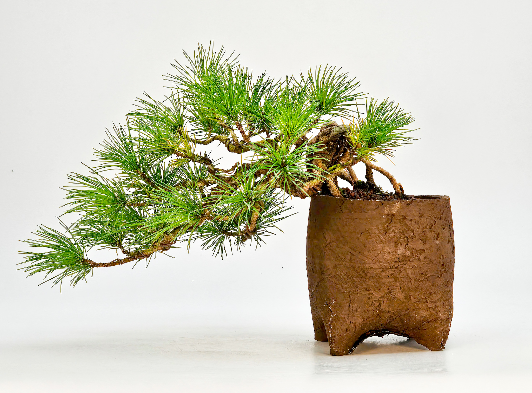 Bonsai Pinus parviflora Mädchenkiefer Shohin 11cm