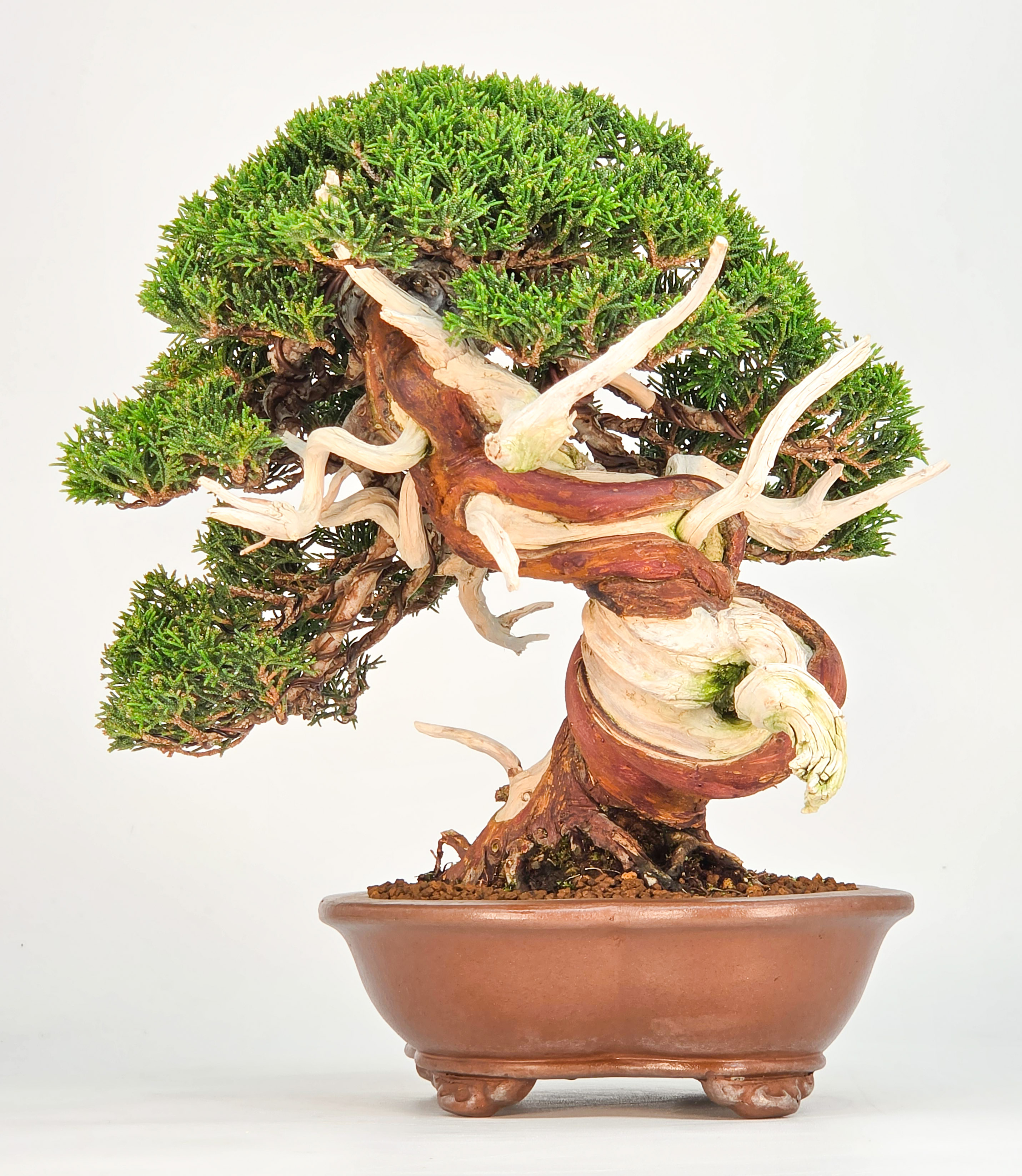 Bonsai Premium Wacholder - Juniperus chinensis 23cm Video!!