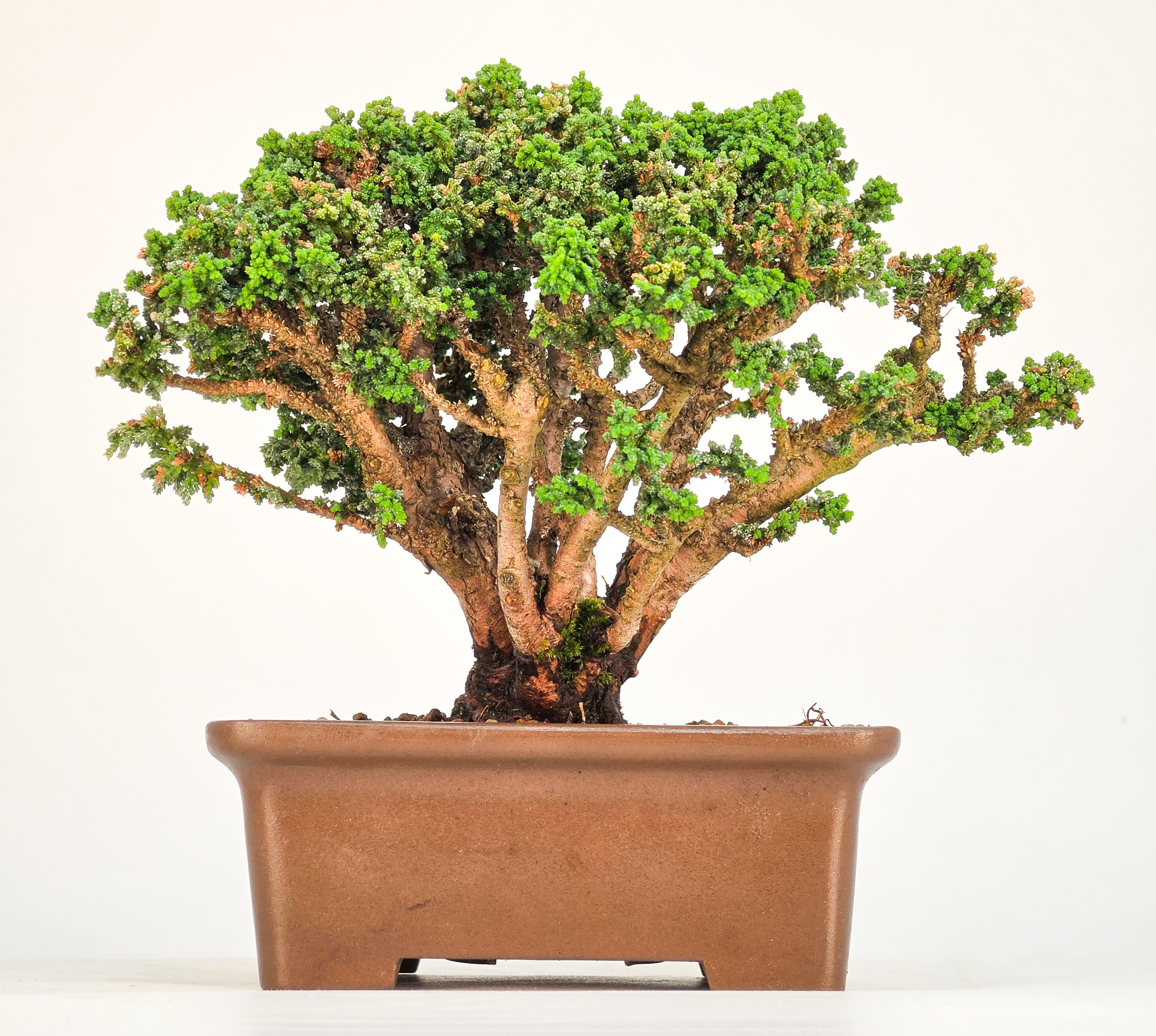 Bonsai Chamaecyparis obtusa Sekka hinoki Shohin 12,5cm Video!!