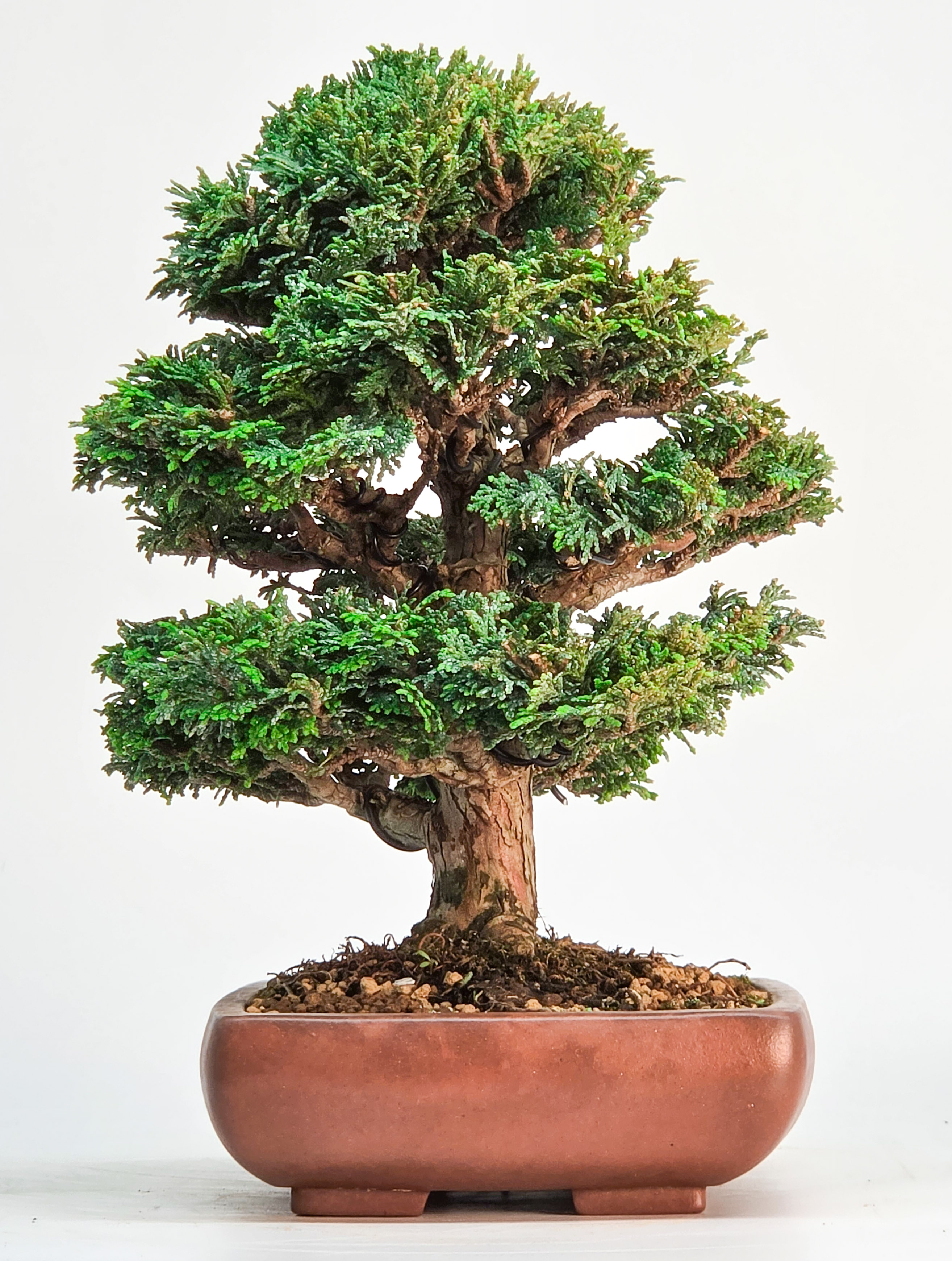 Bonsai Muschelzypresse - Chamaecyparis obtusa 22cm