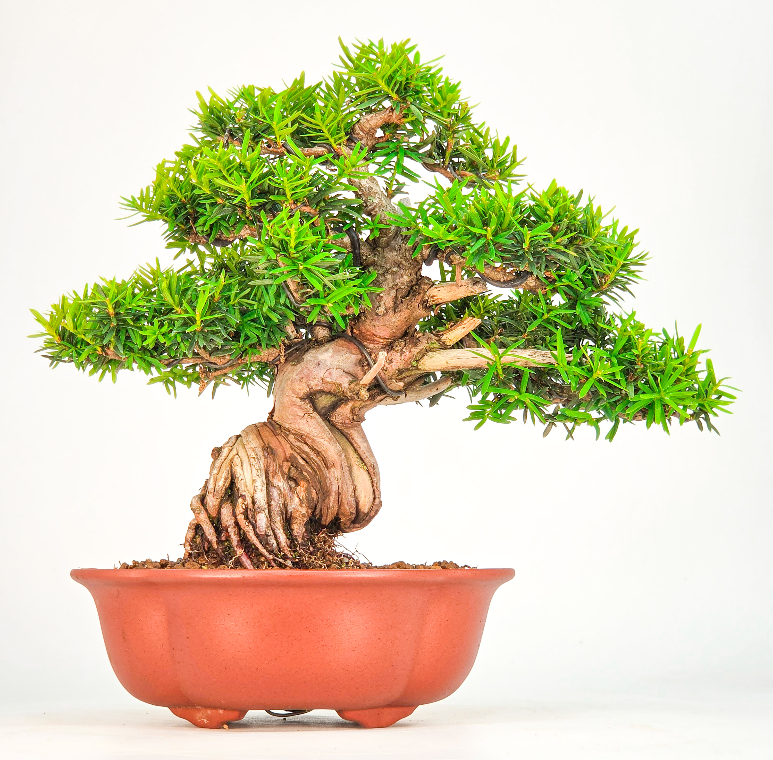 Bonsai Eibe - Taxus Shohin 21cm