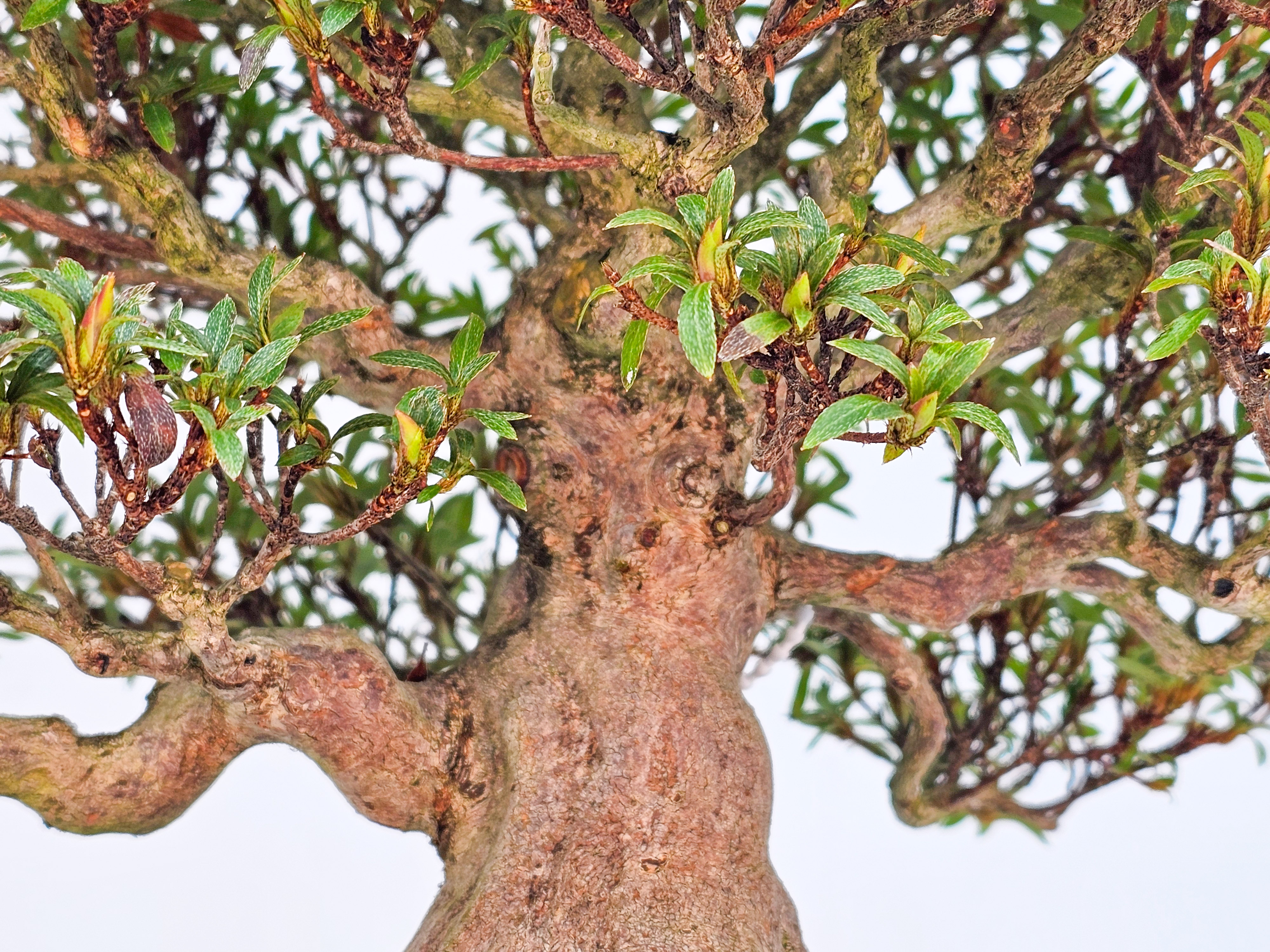 Bonsai Azalee - Rhododendron indicum - Hikorin 24cm