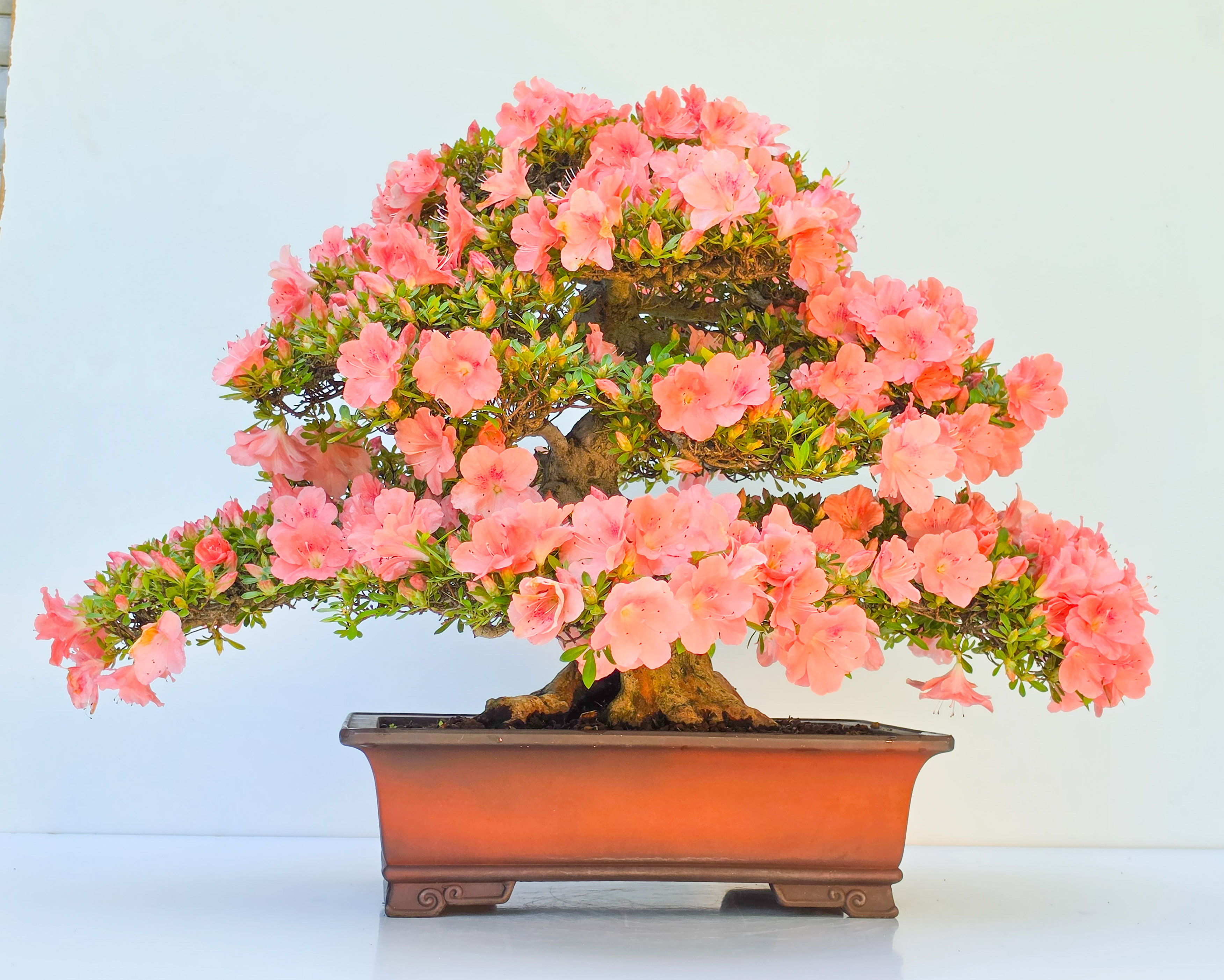 Bonsai Premium Azalee -  Rhododendron indicum wakaebisu 47cm Video!!