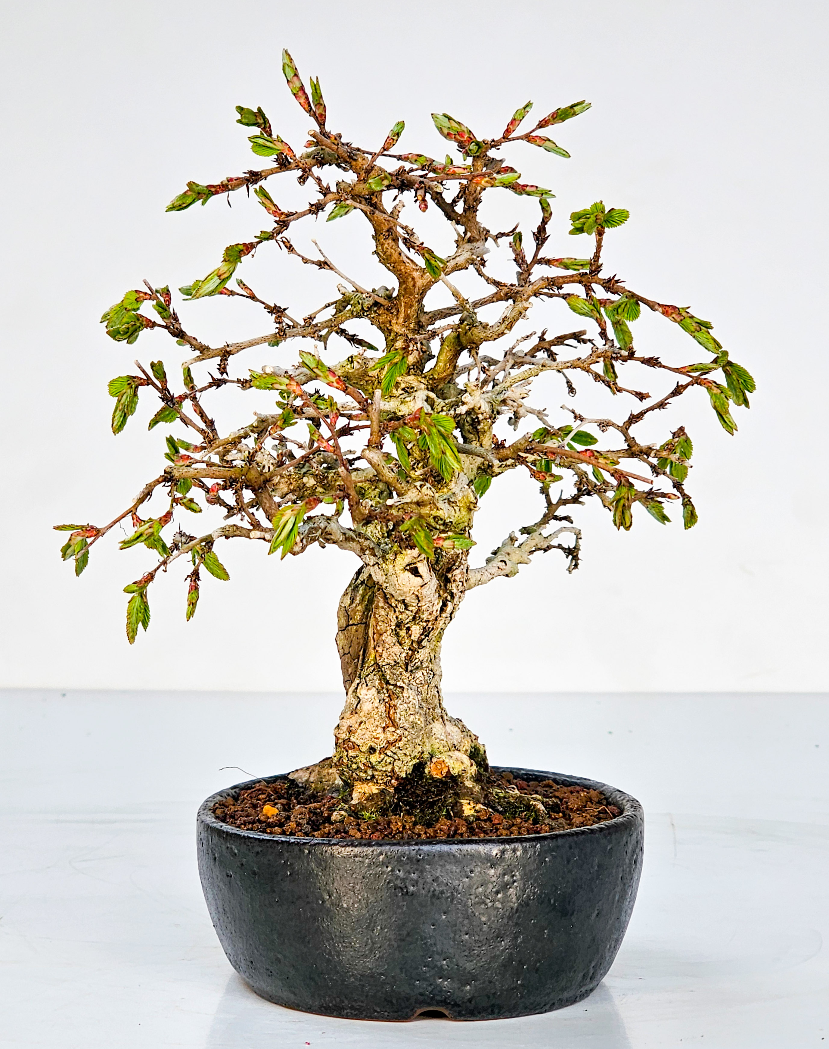 Bonsai Koreanische Hainbuche Carpinus coreana 17cm