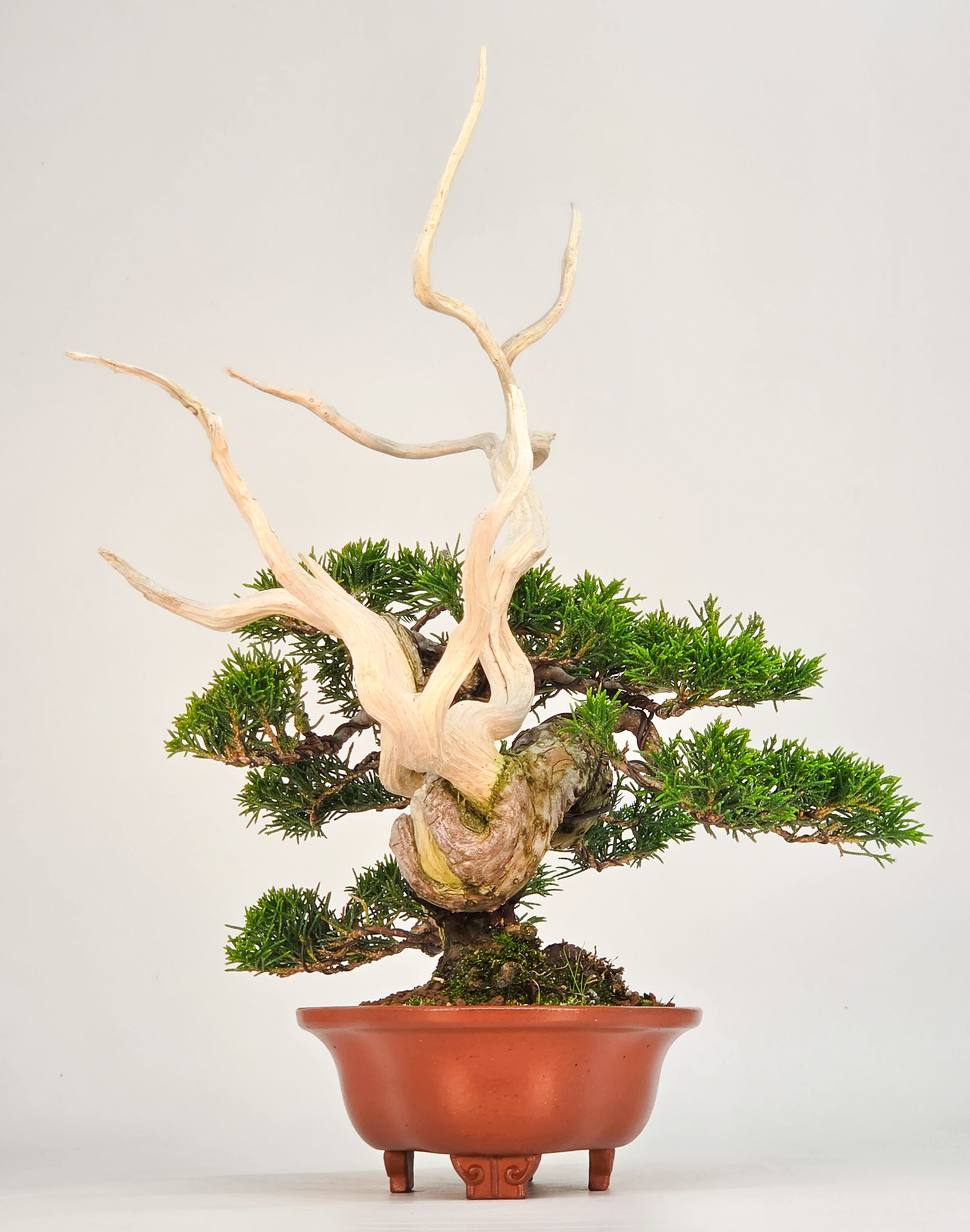 Bonsai Premium Wacholder - Juniperus chinensis 13/30cm Video!!