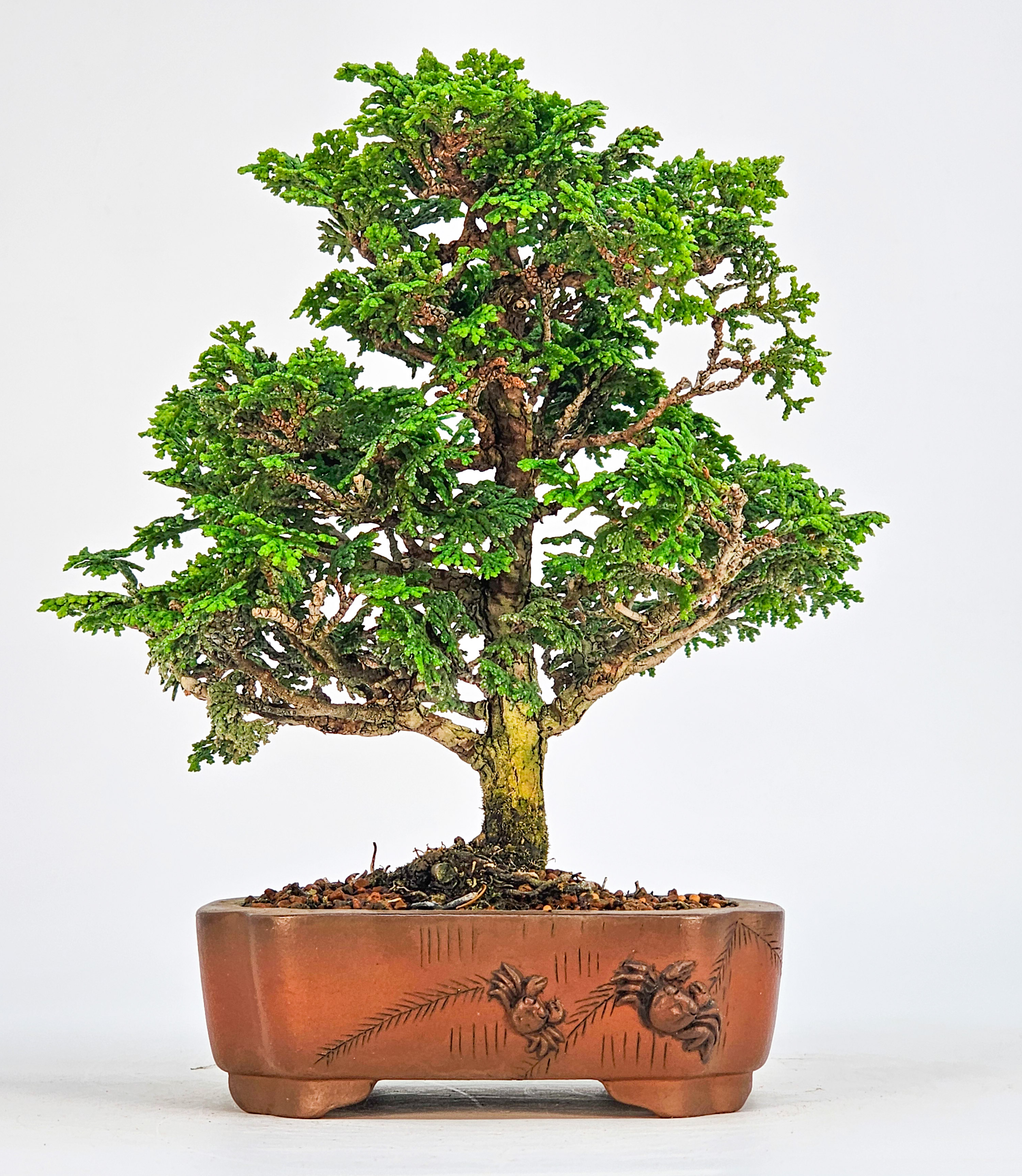 Bonsai Hinoki Scheinzypresse - chamaecyparis obtusa 18cm