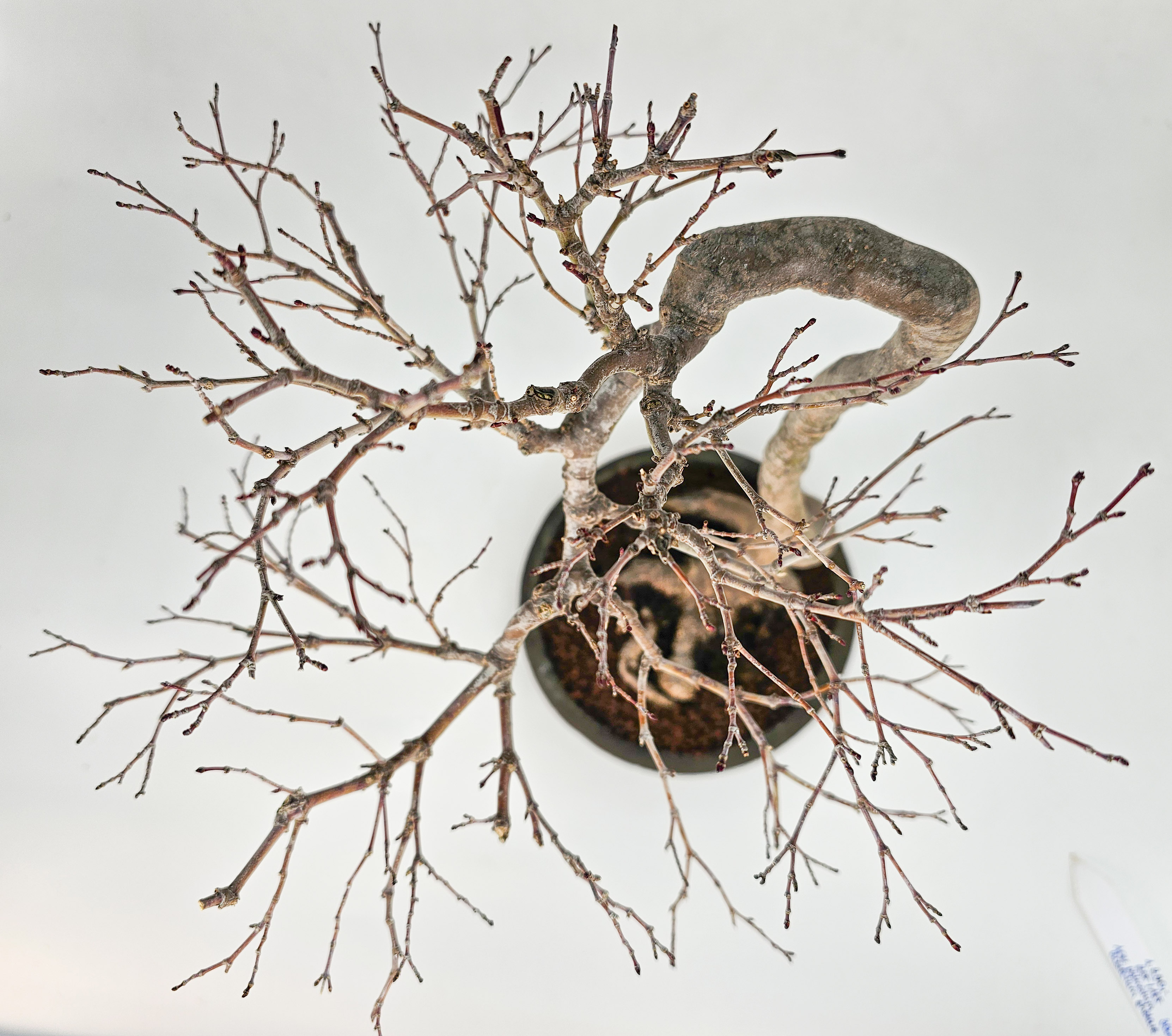 Bonsai Fächerahorn - Acer palmatum dissectum shidare 39cm