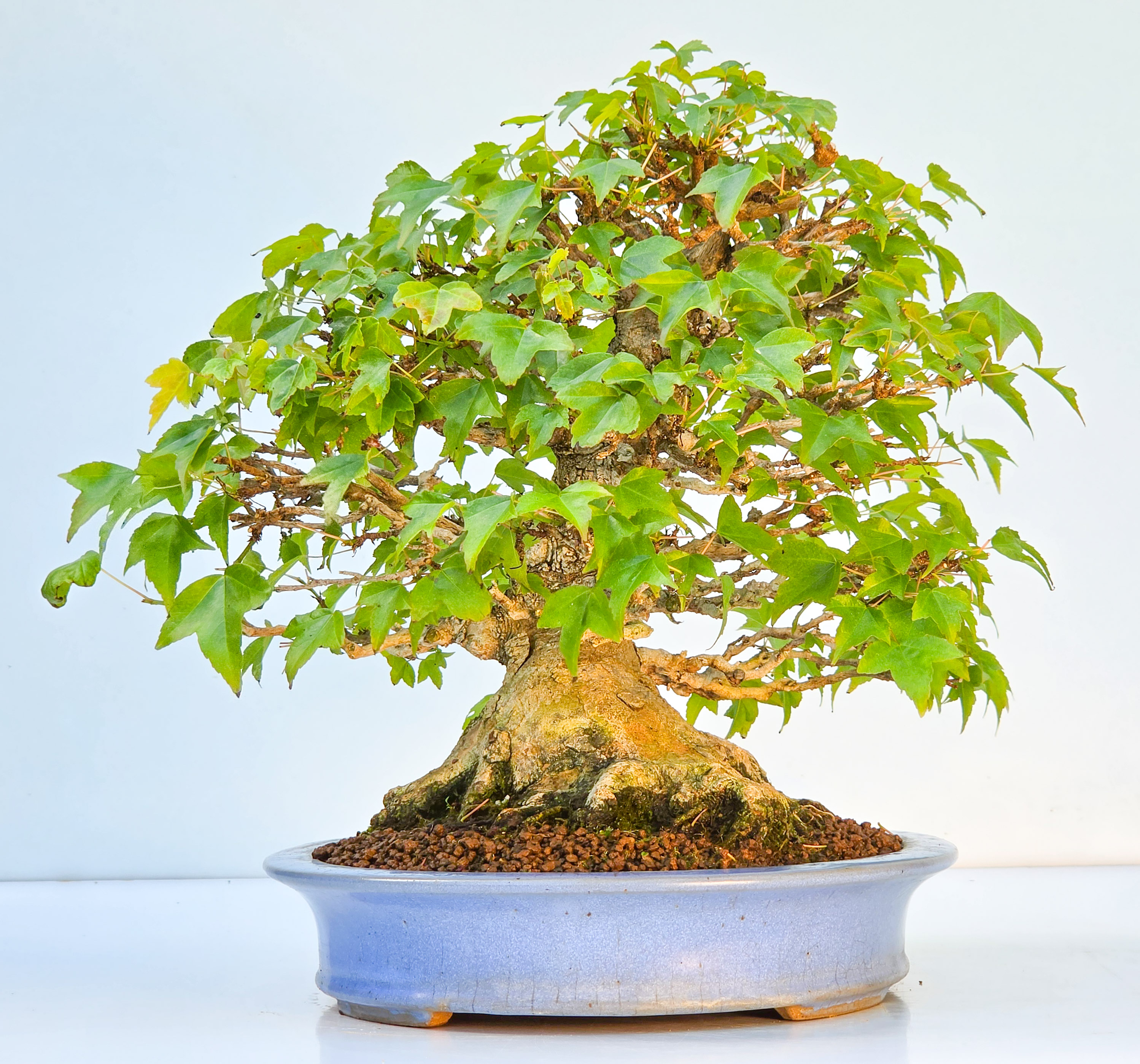 Bonsai Premium Dreispitzahorn - Acer buergerianum Shohin 25cm Video!!