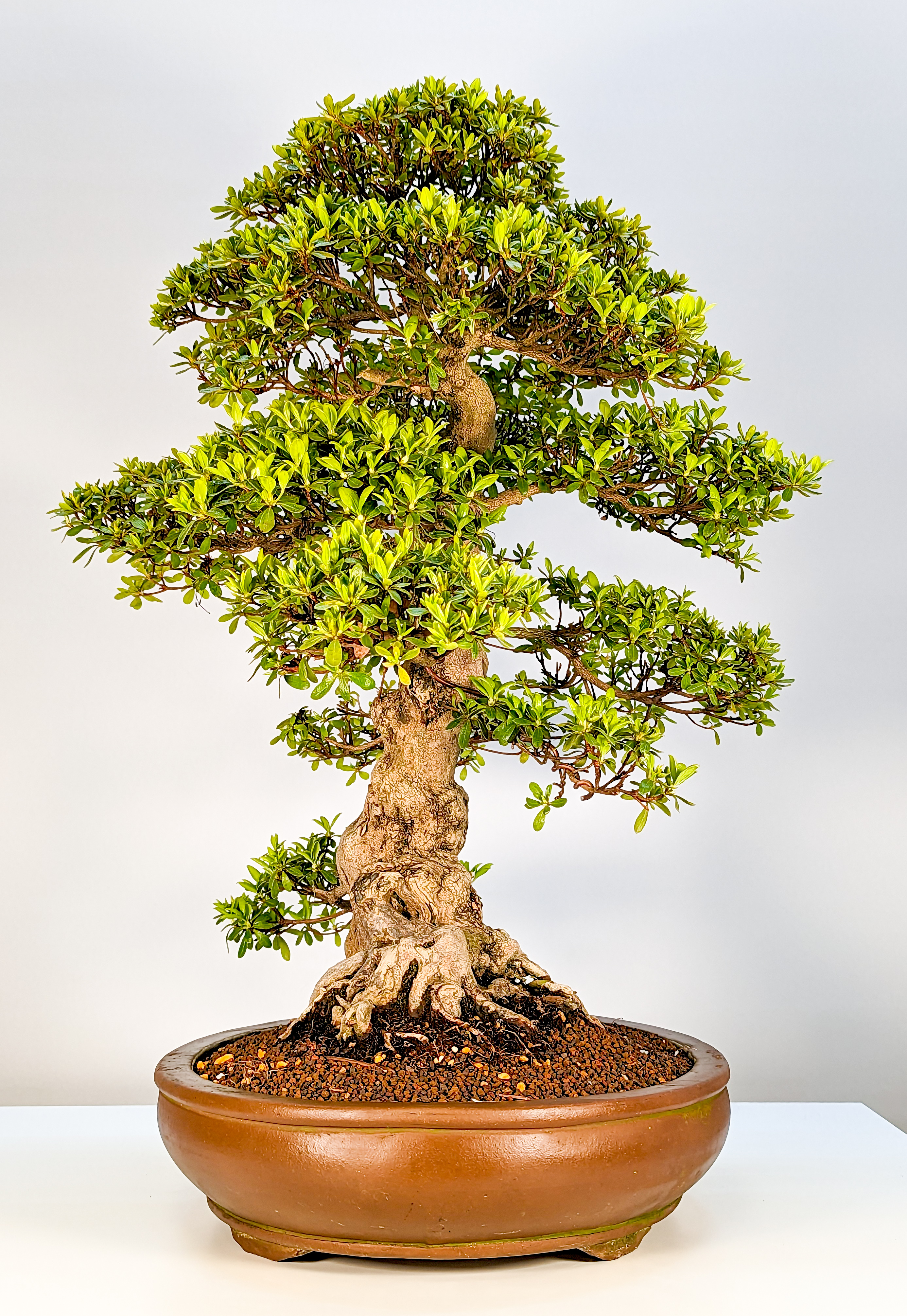 Bonsai Azalee Rhododendron indicum Hakatajiro 60cm Bonsai Azalee Rhododendron indicum Hakatajiro 60cm