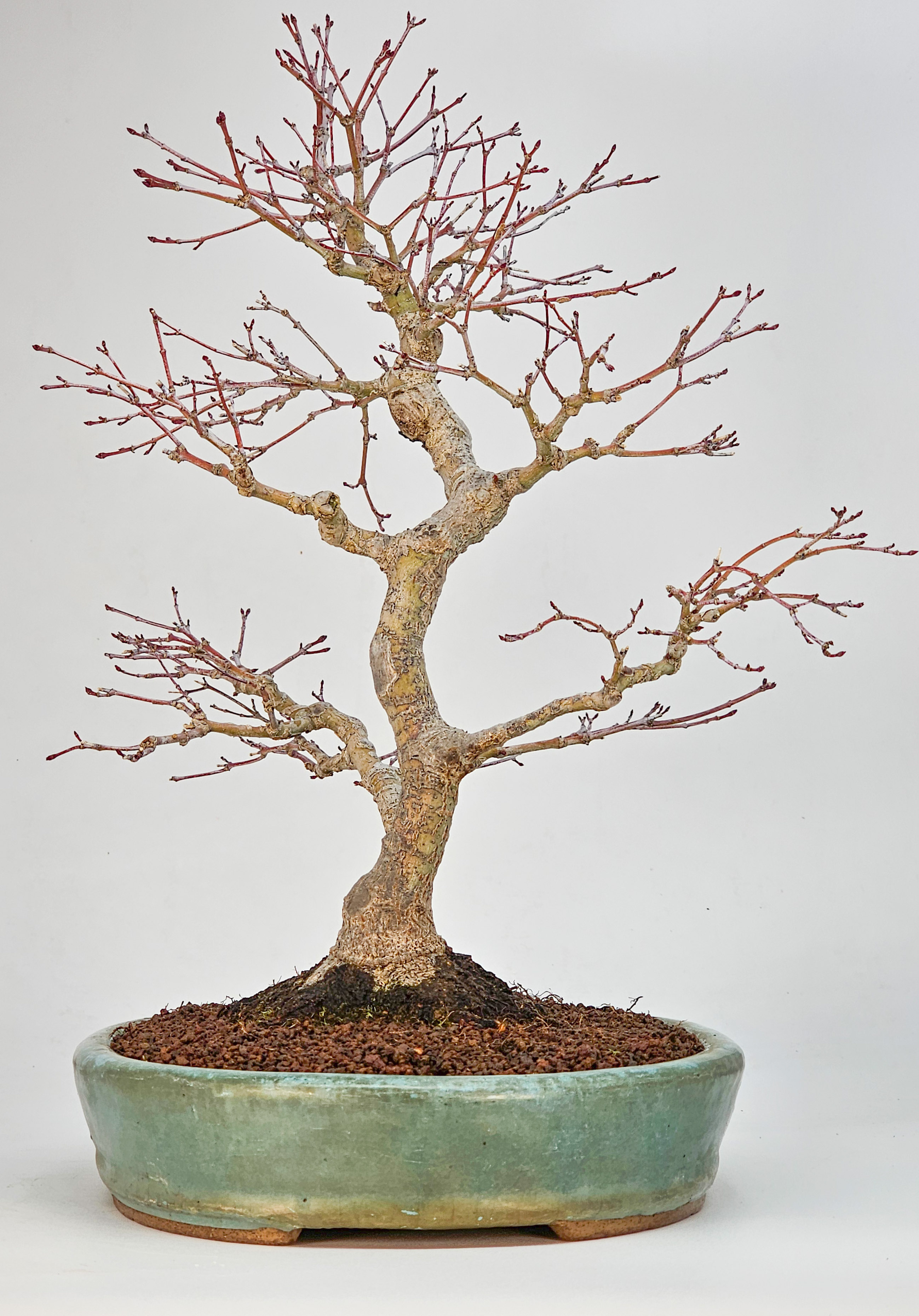 Bonsai Premium Fächerahorn - Acer palmatum beni chidori 36cm
