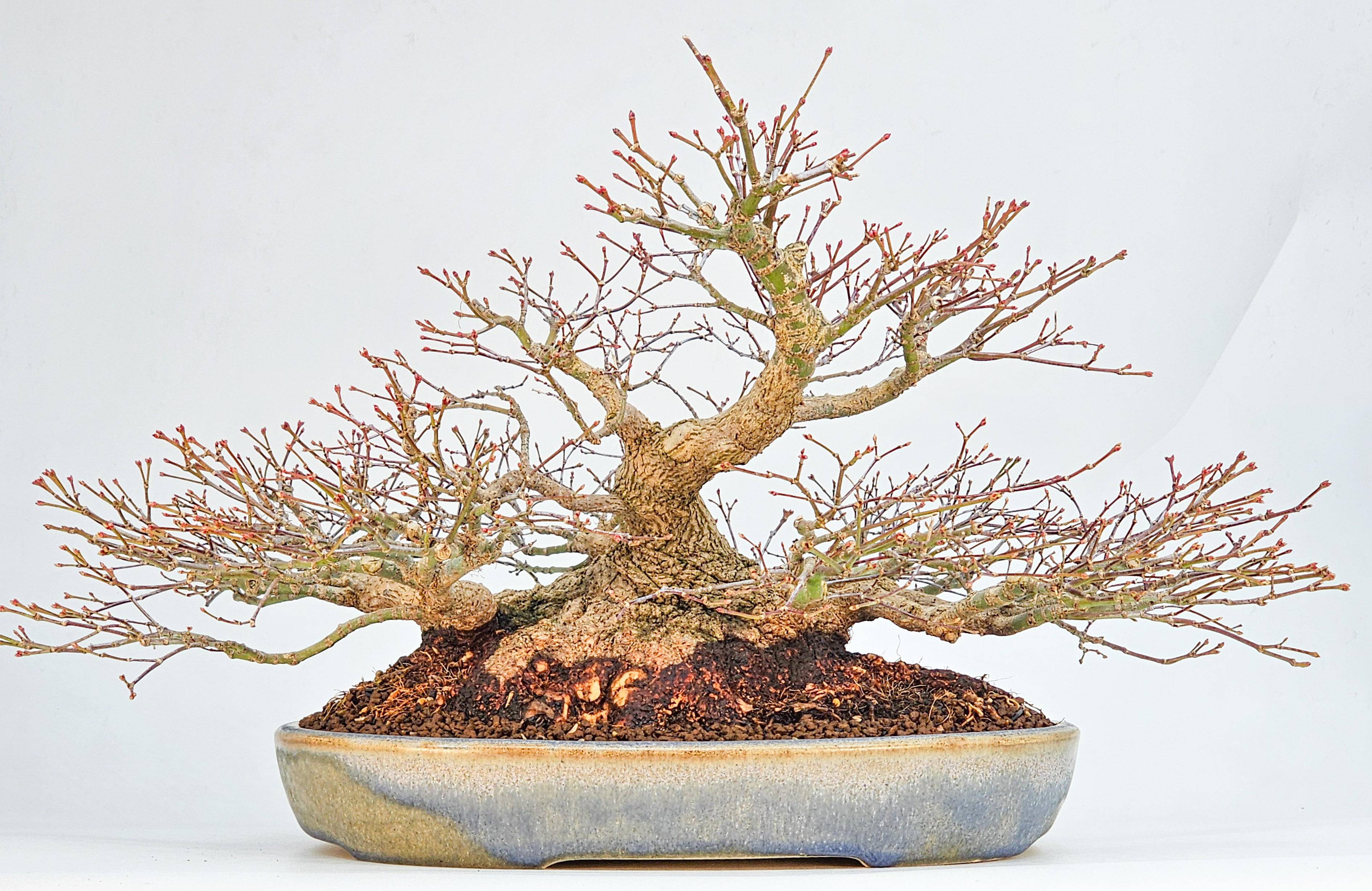 Bonsai Premium Fächerahorn - Acer palmatum Shohin 25cm