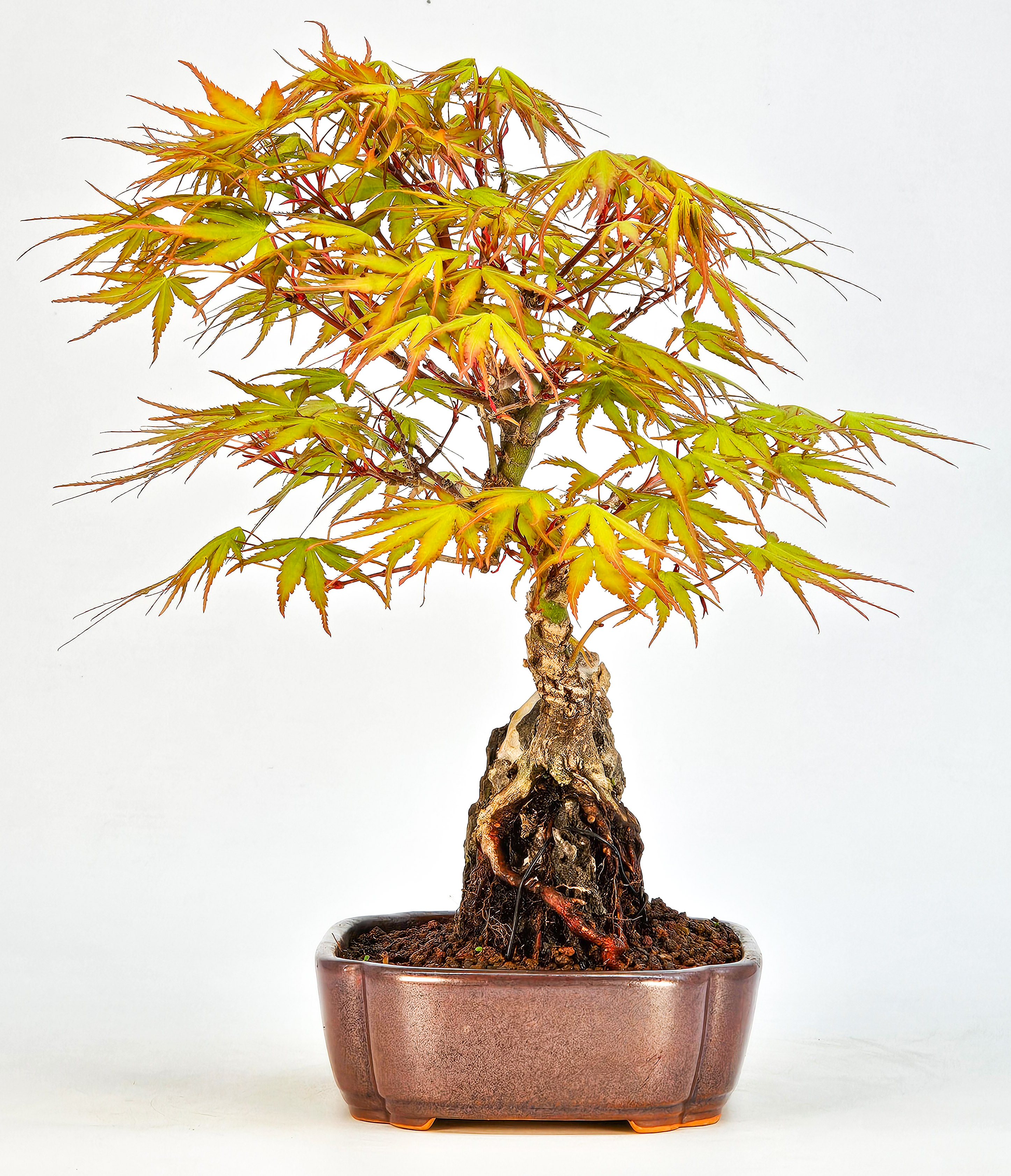 Bonsai Fächerahorn - Acer palmatum Arakawa 21cm   